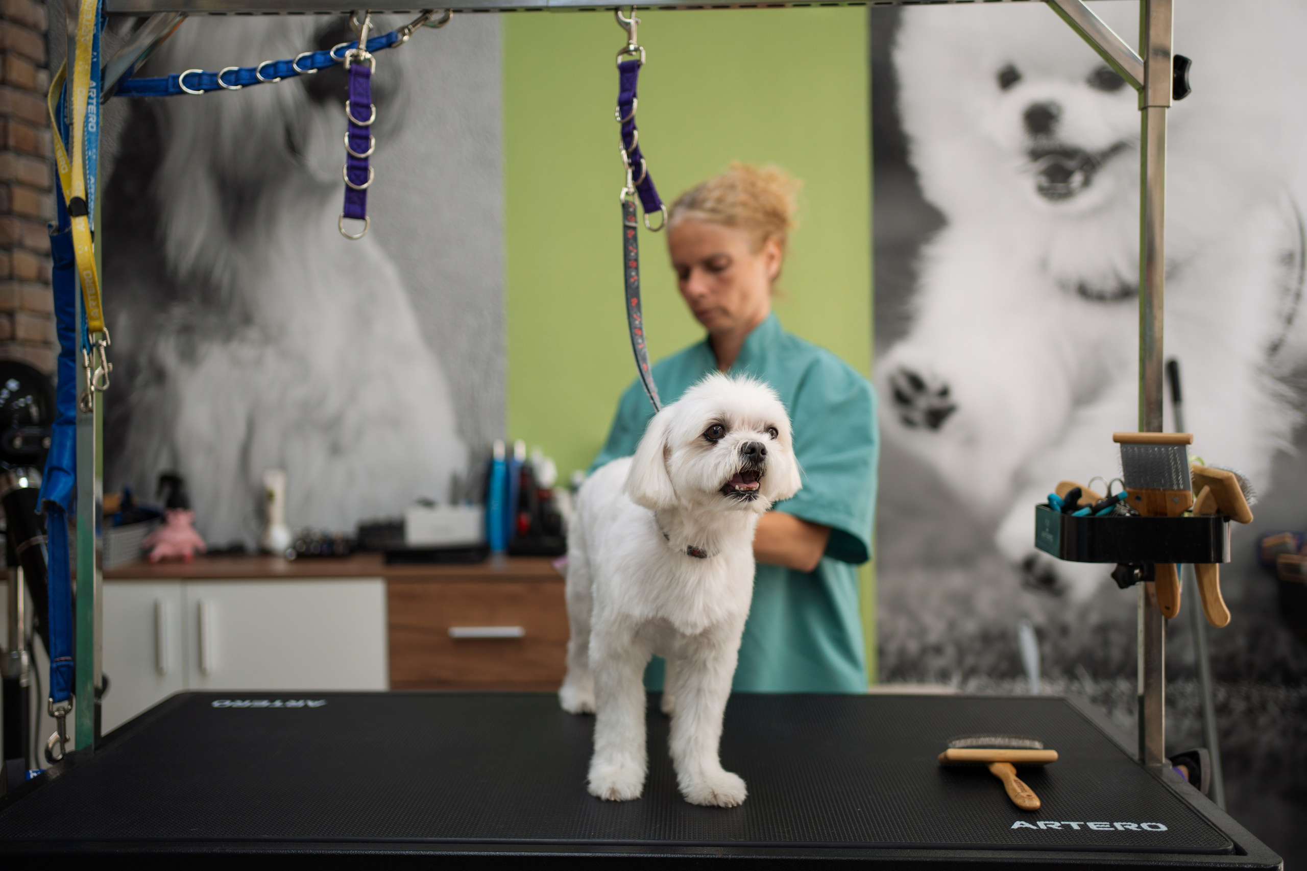 PetGroom Timisoara. Cozac Cristian Photographer
