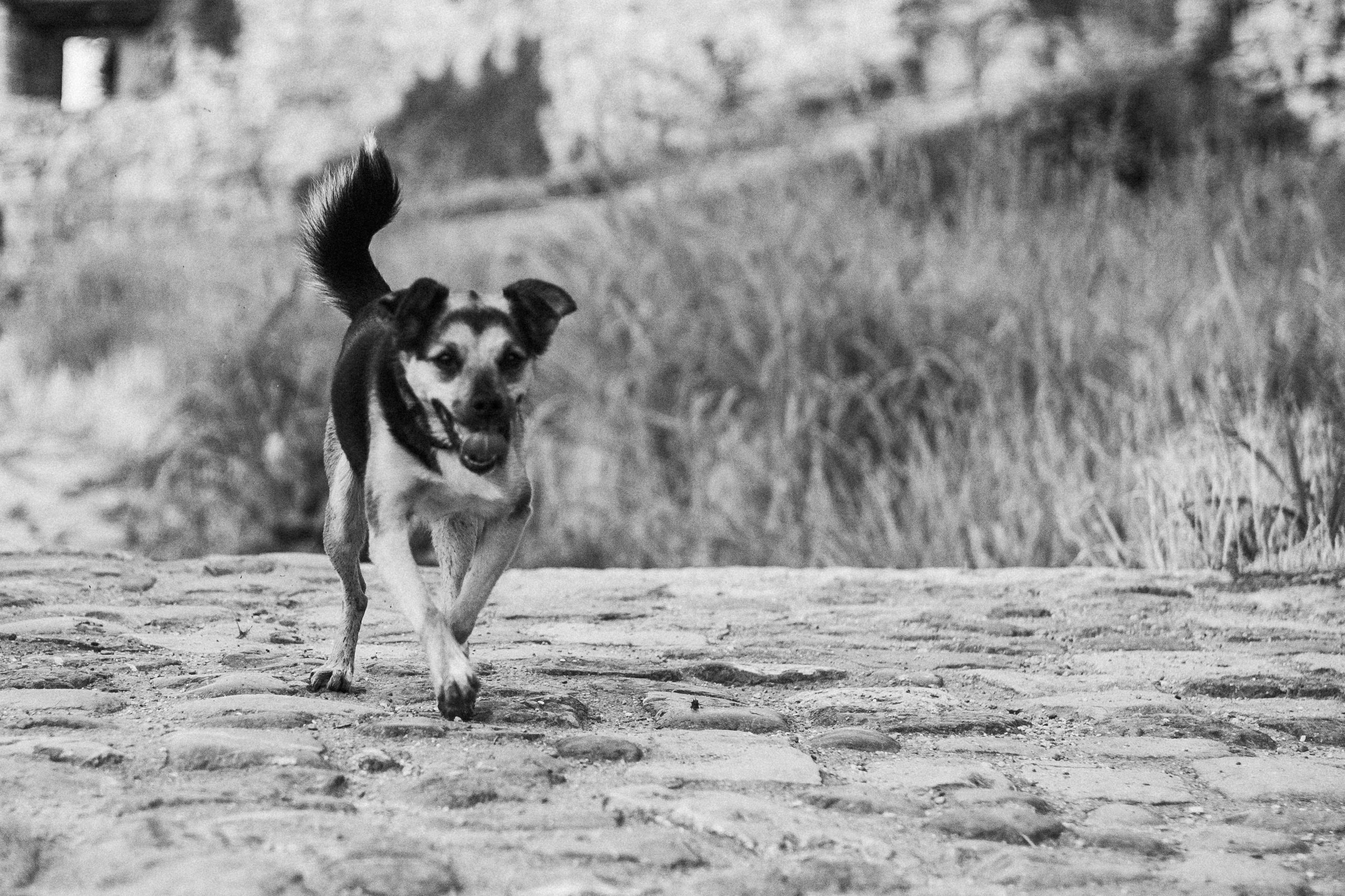 Настя, Денис и Мося. Фотограф-анималист | Белград