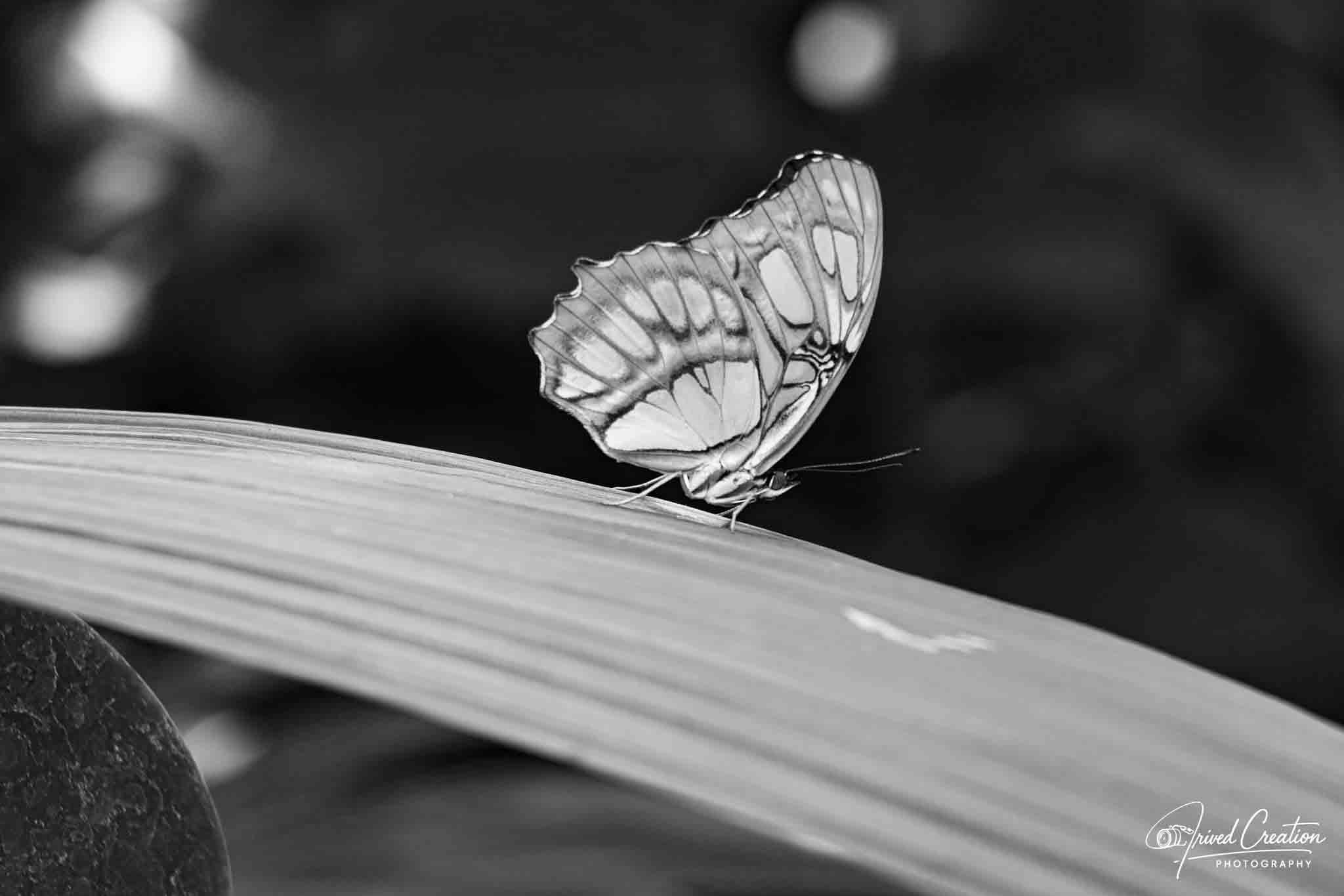 Landscape & Nature. Prived Creation