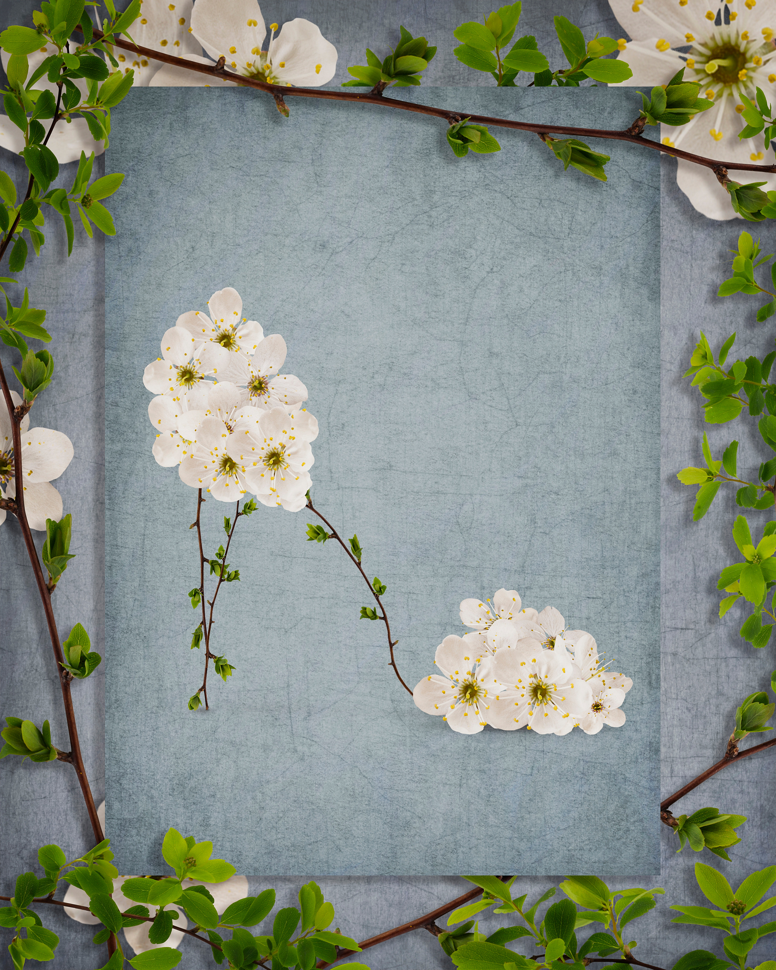 Kwiaty. Fotograf w Warszawie Lilia