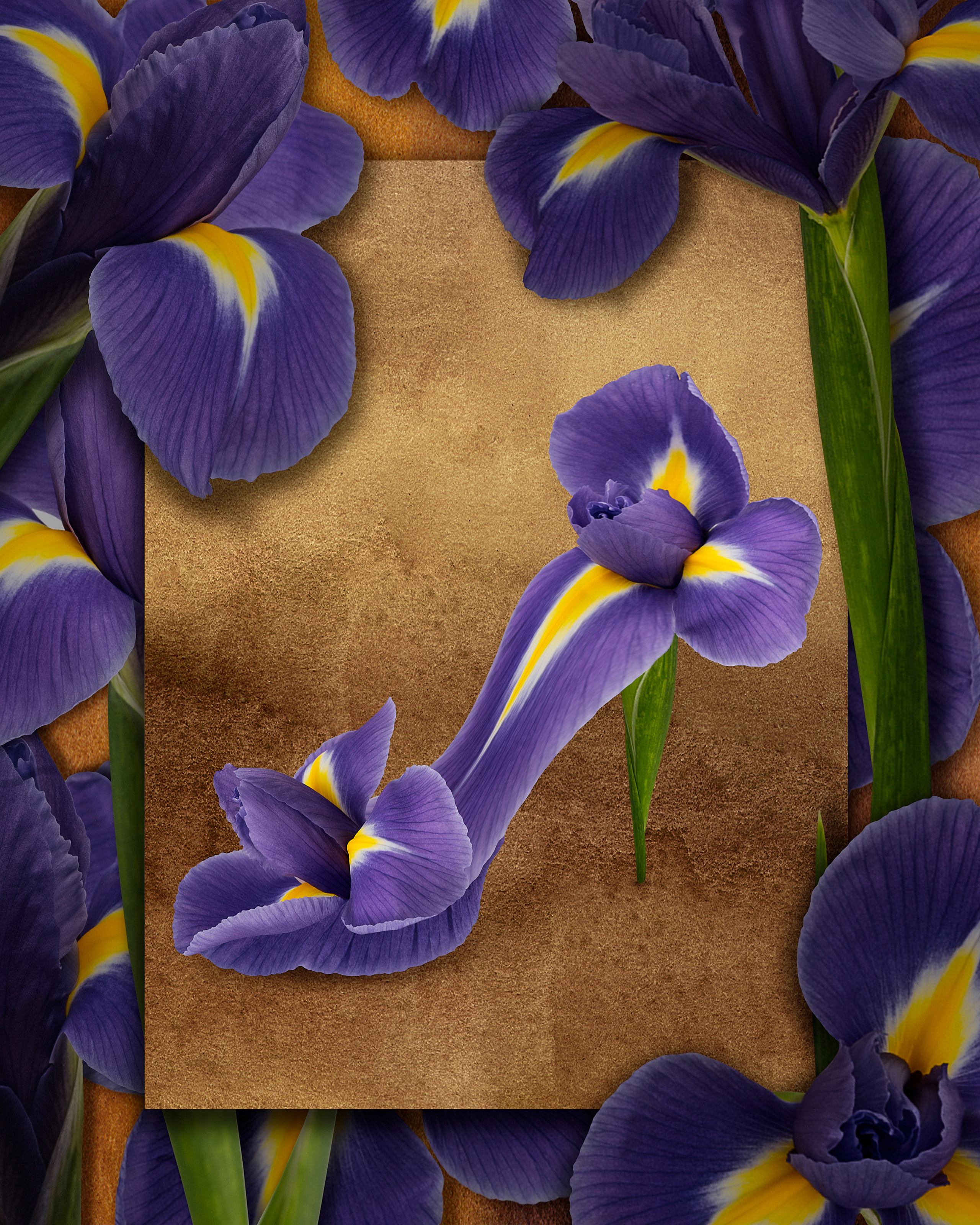 Kwiaty. Fotograf w Warszawie Lilia