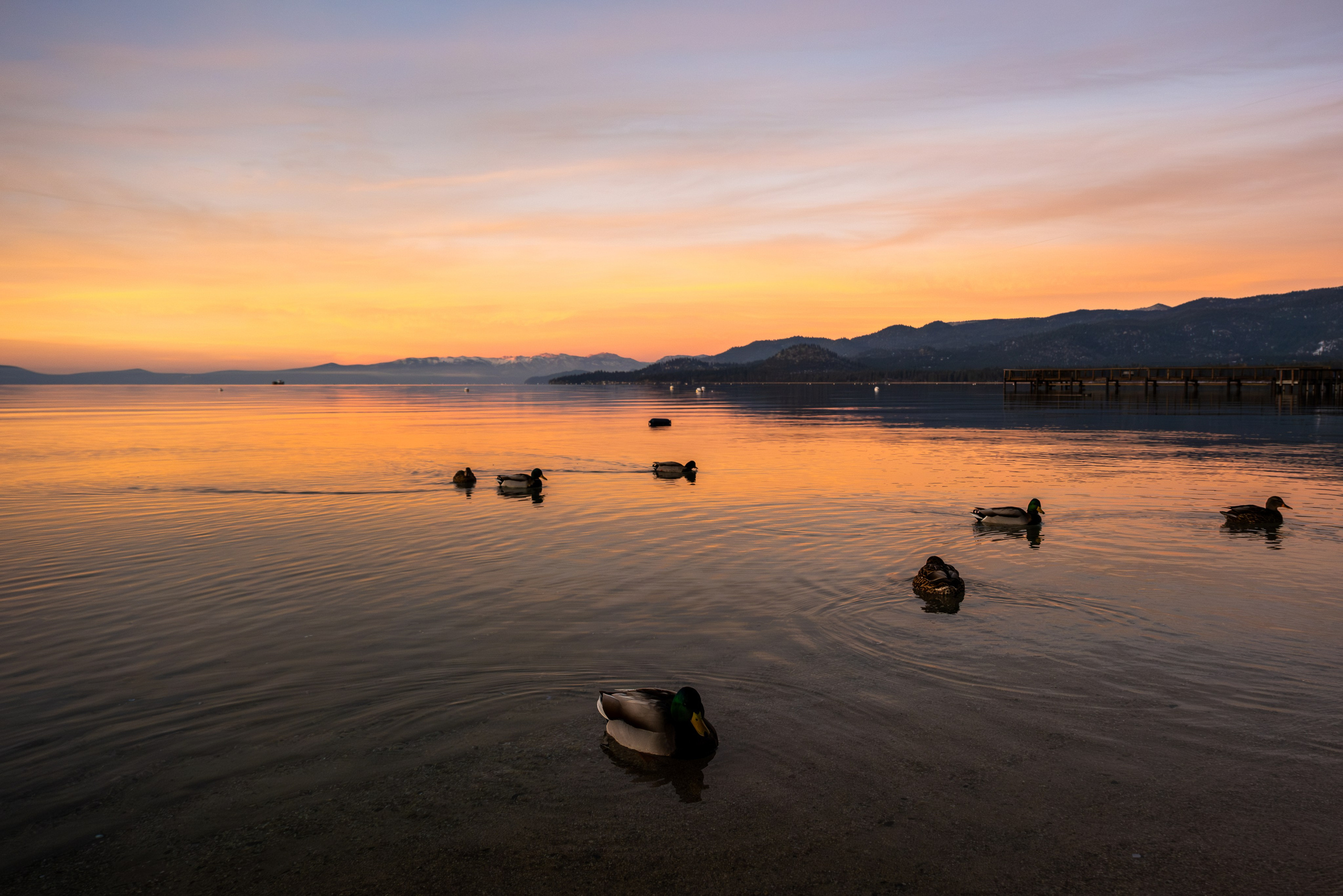TAHOE. Reportage concert portrait photography in the San Francisco Bay Area