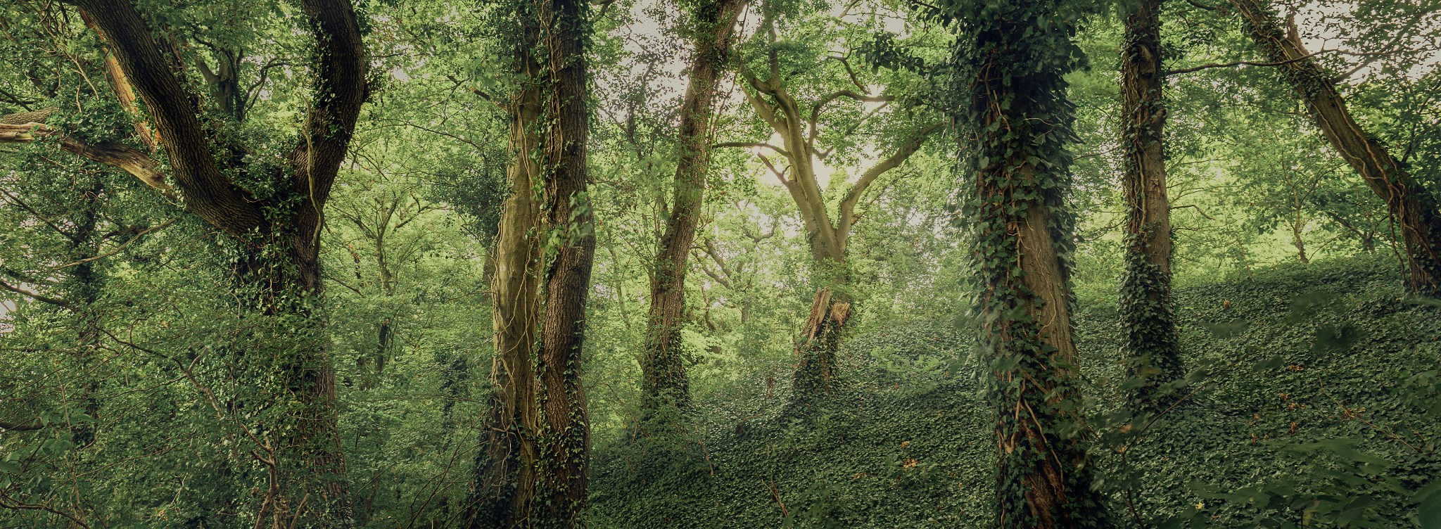 Panoramic. Nature Photographer and Videographer from Germany