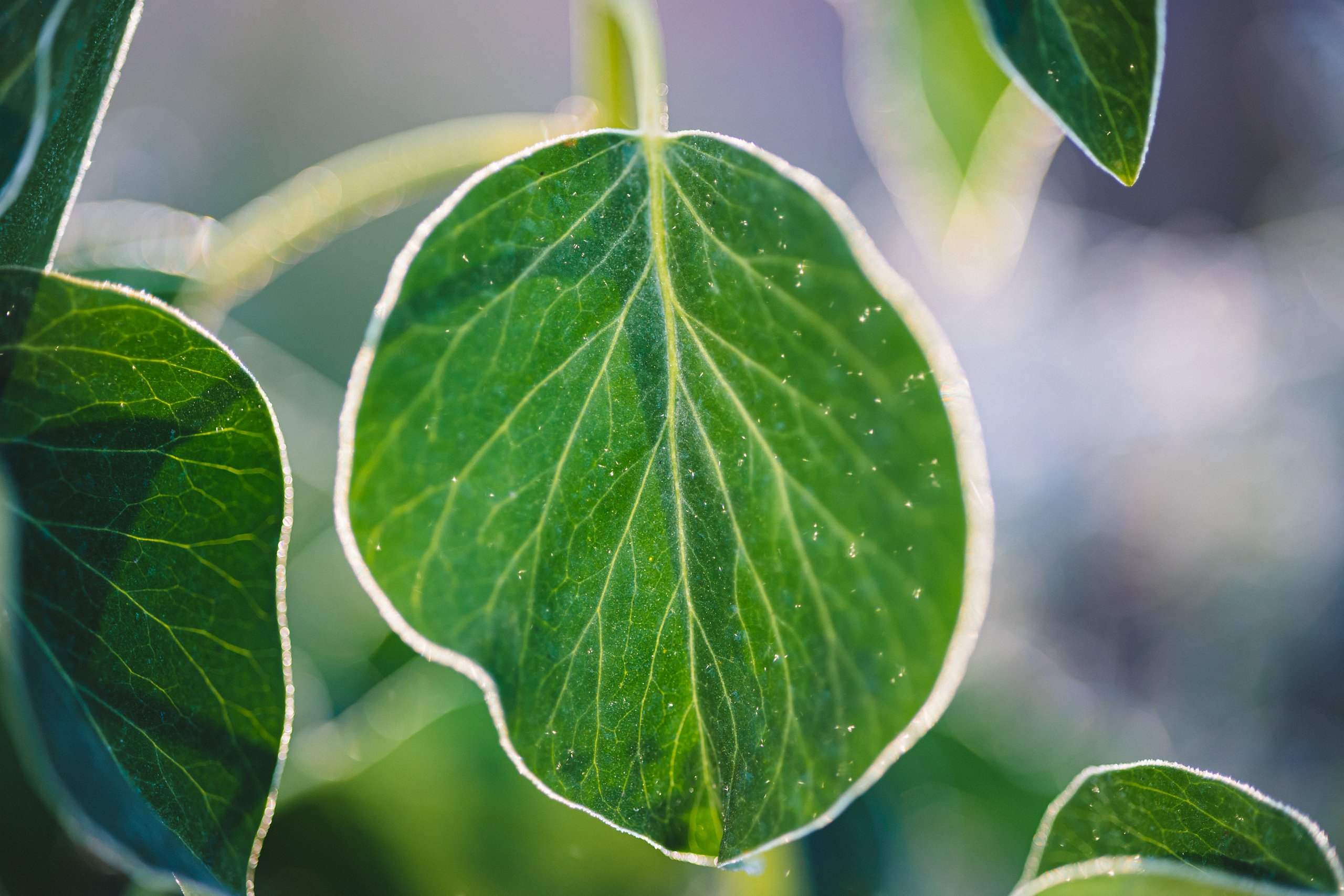 Nature. Timeless Wedding & Event Photography from London to the world