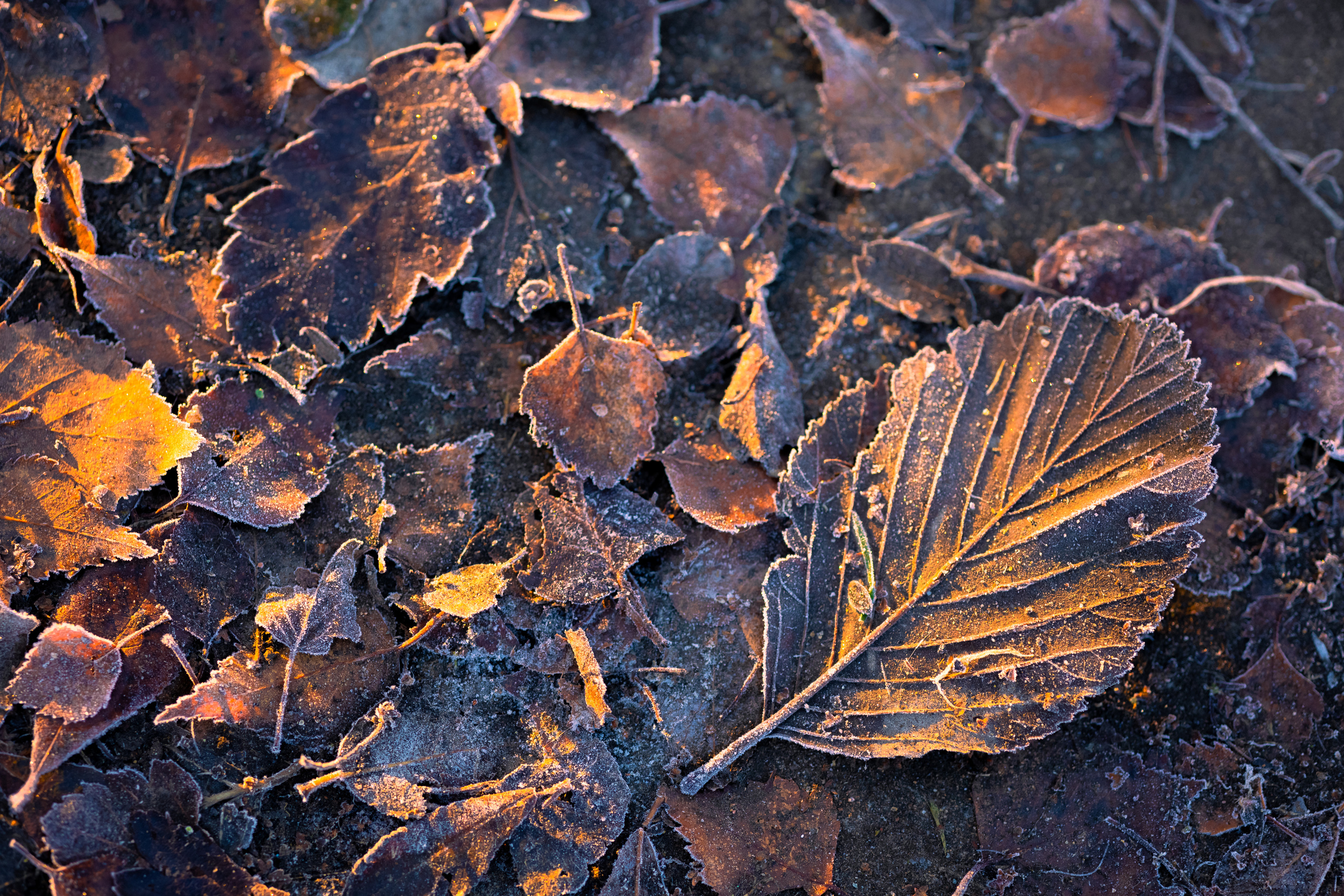 Nature. Timeless Wedding & Event Photography from London to the world