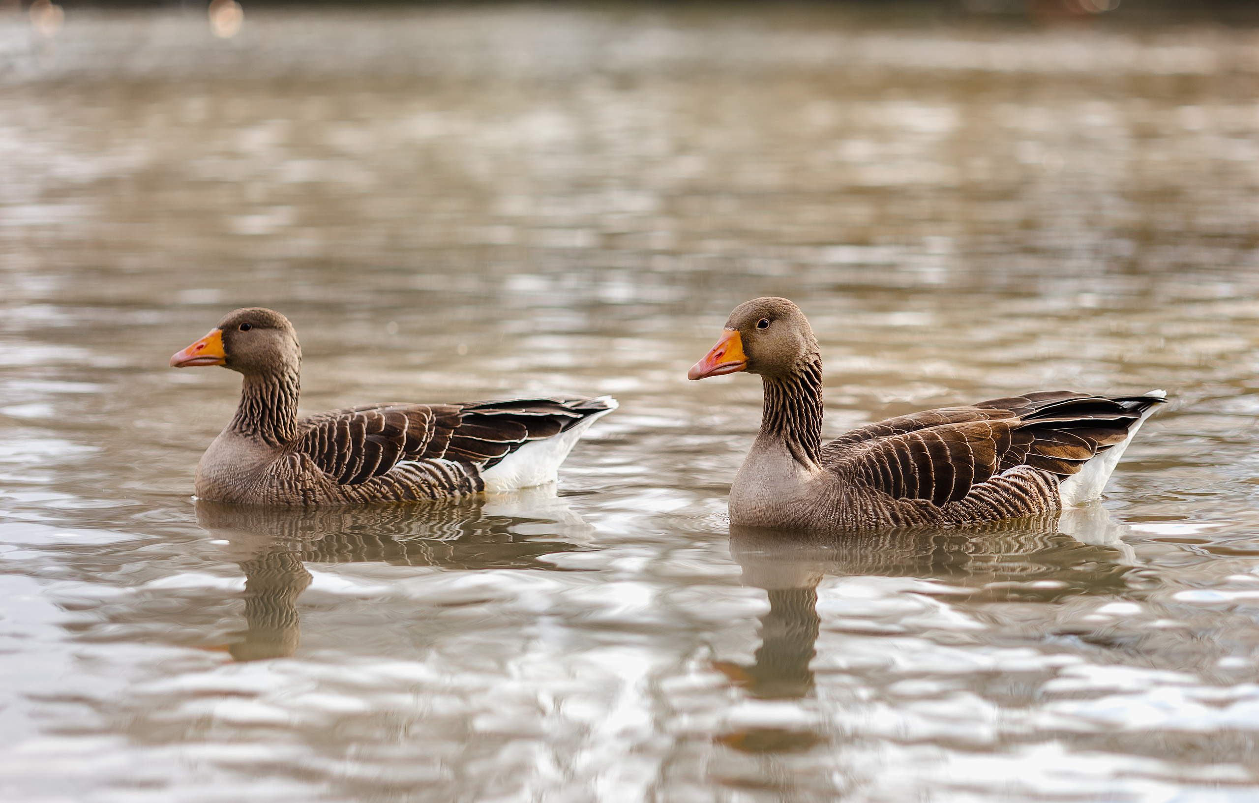 Nature and animals. Timeless Wedding & Event Photography — based London, working across Europe
