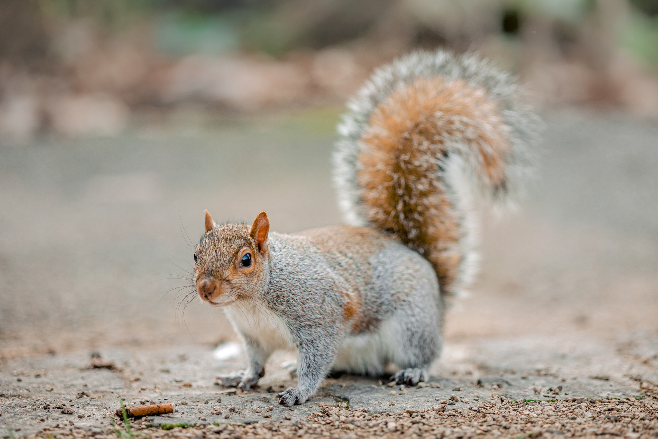 Nature and animals. Timeless Wedding & Event Photography — based London, working across Europe