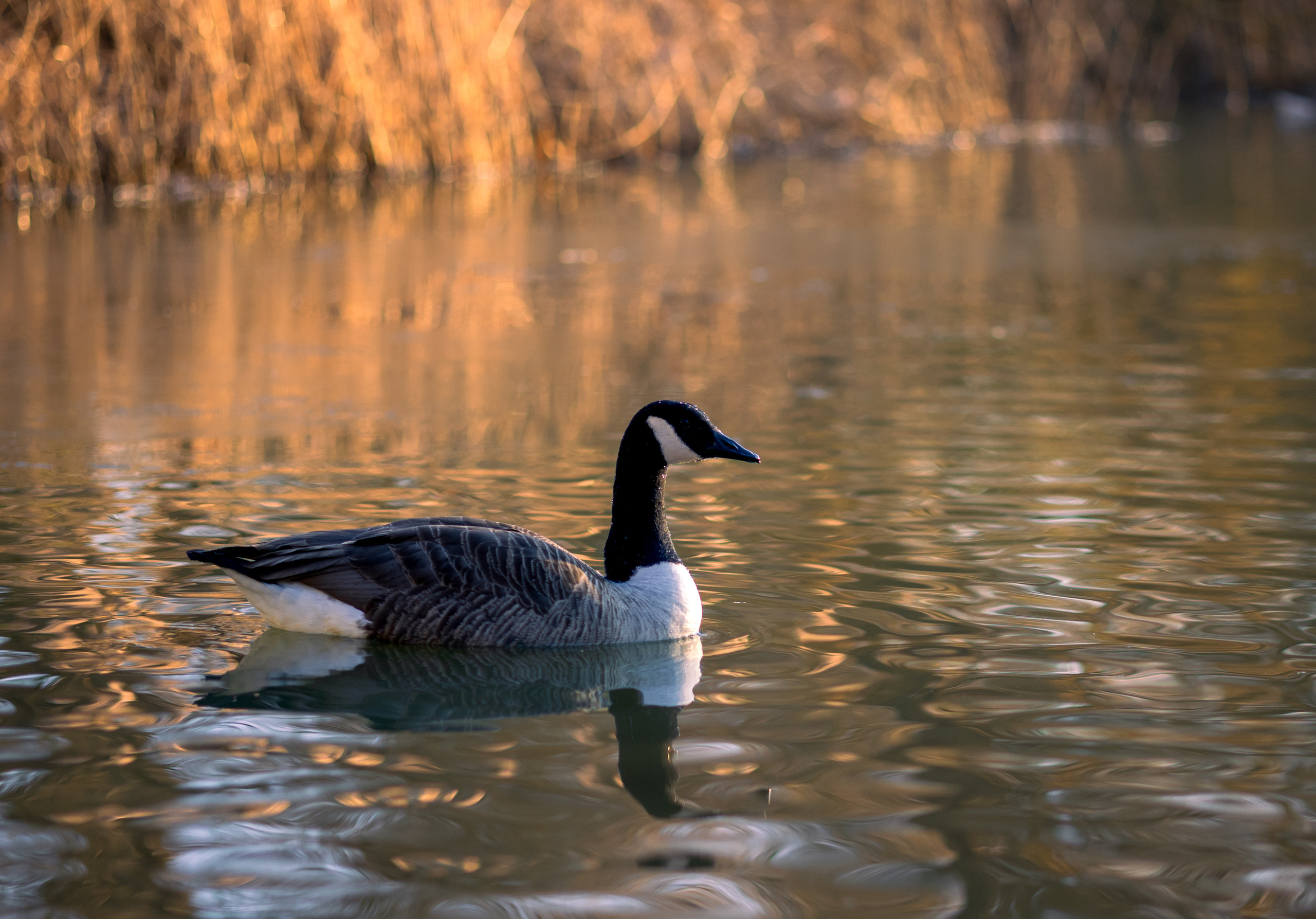 Nature and animals. Timeless Wedding & Event Photography — based London, working across Europe