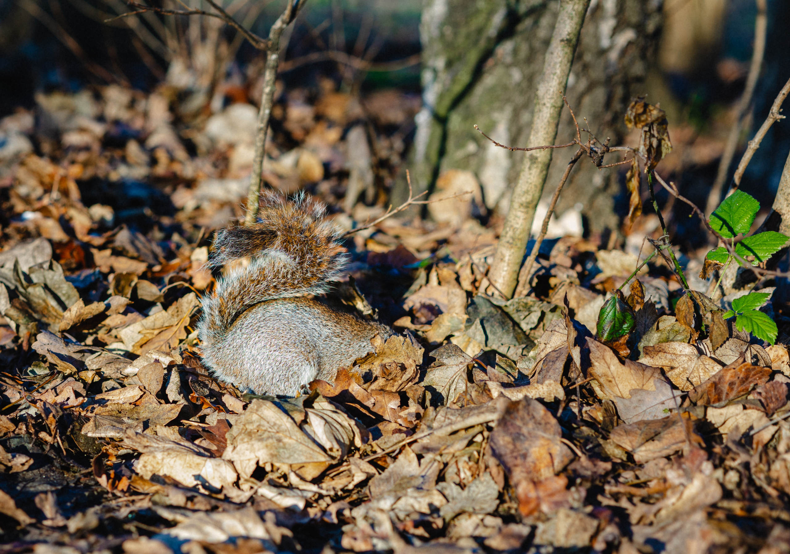 Nature and animals. Timeless Wedding & Event Photography — based London, working across Europe