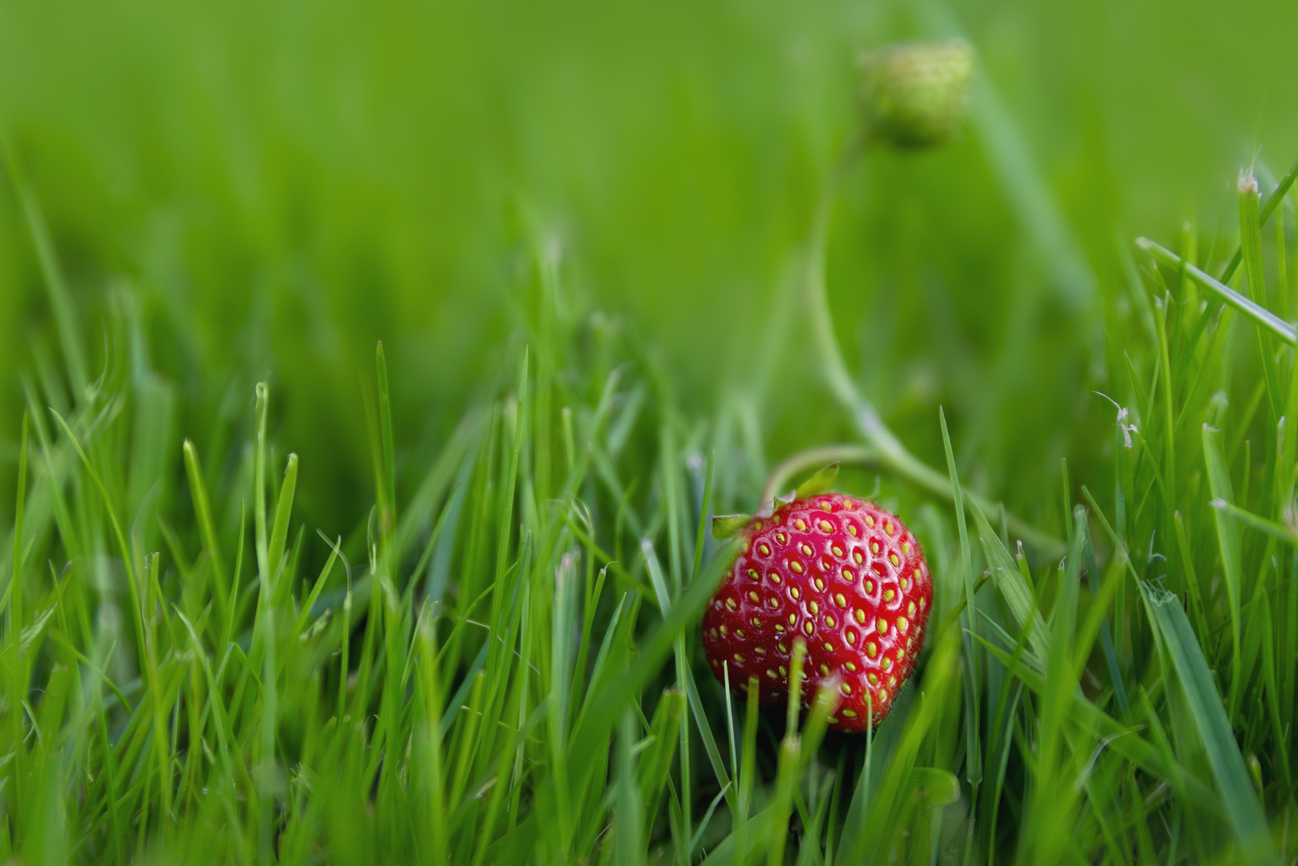Nature. Timeless Wedding & Event Photography from London to the world