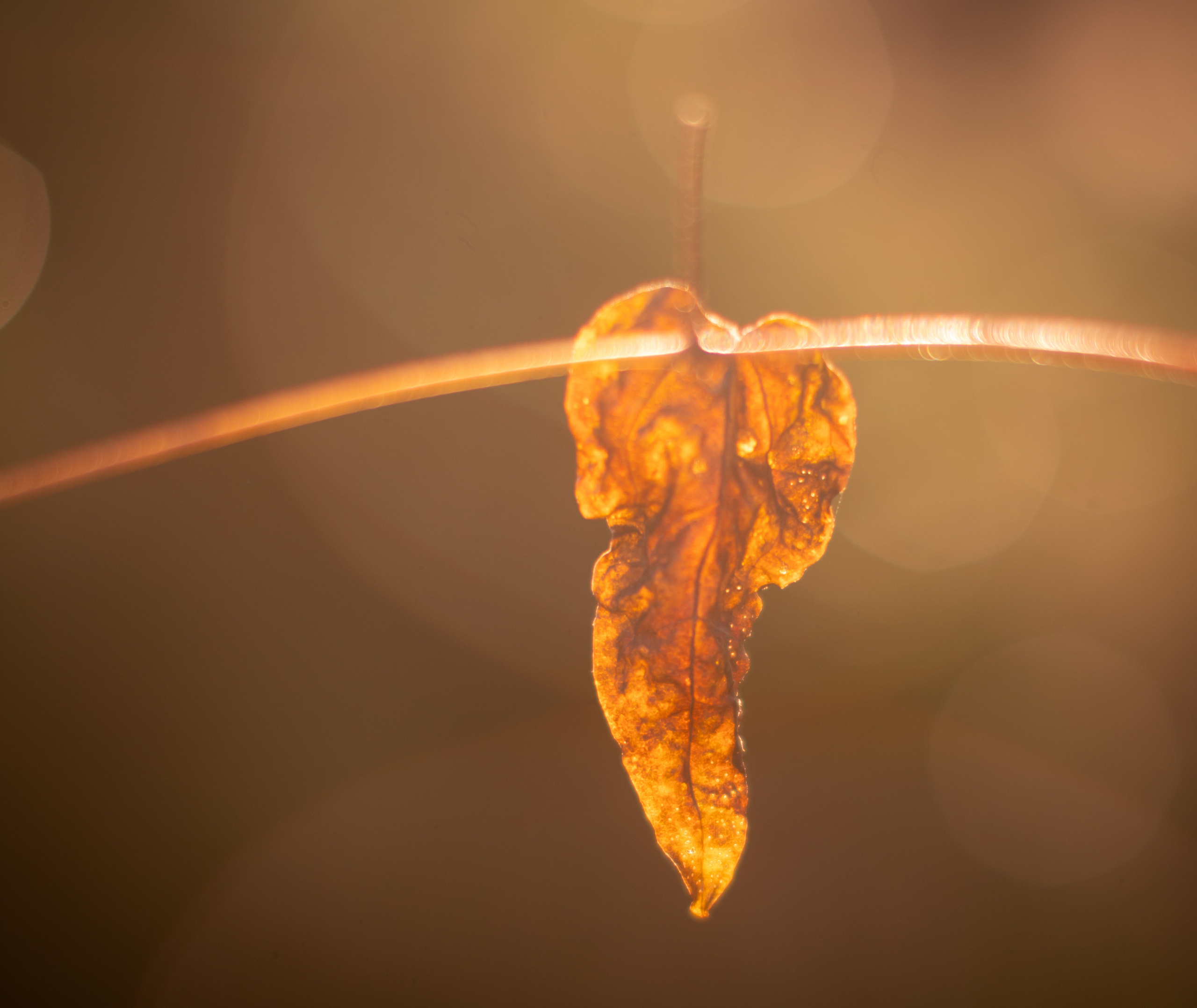 Nature. Timeless Wedding & Event Photography from London to the world