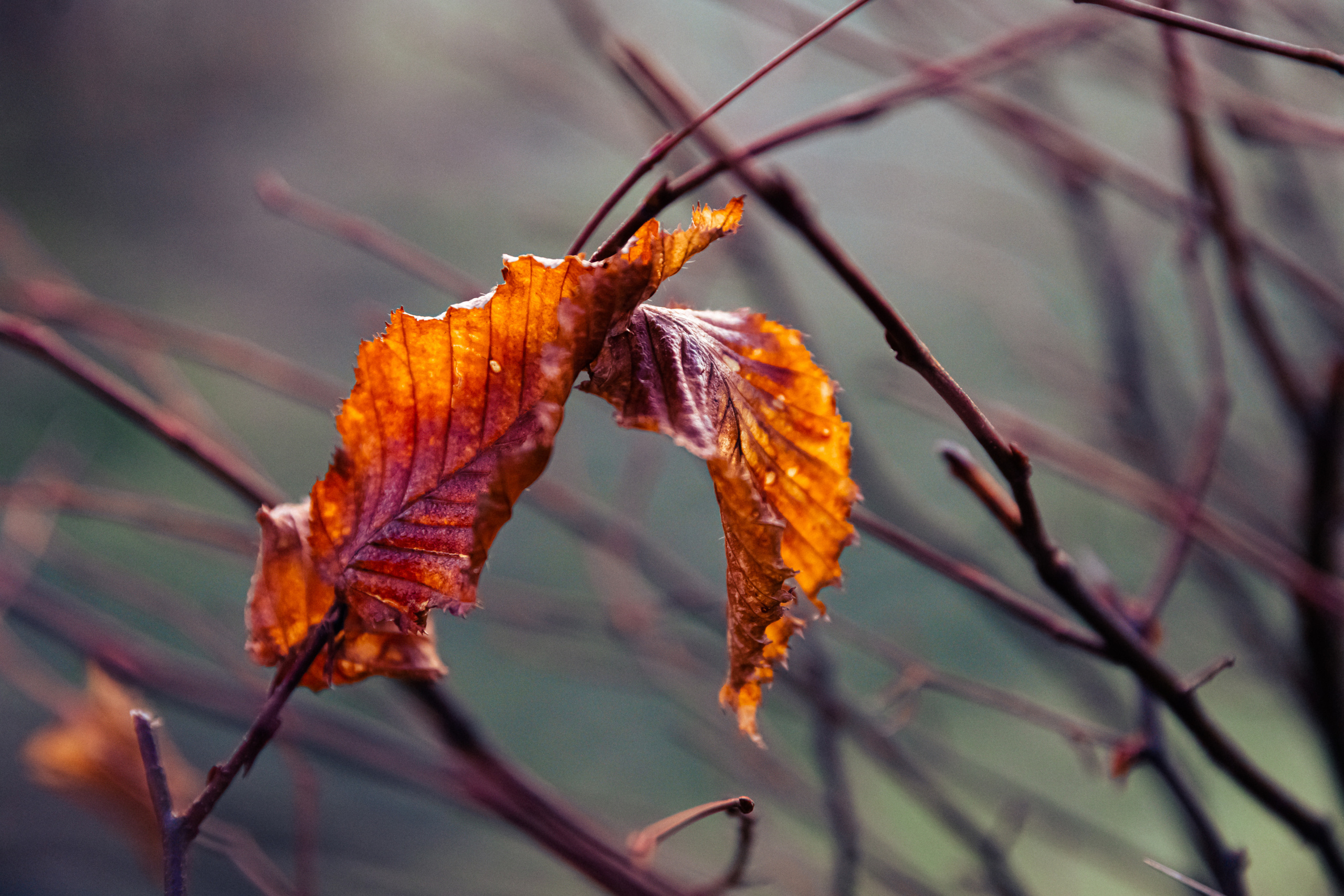 Nature. Timeless Wedding & Event Photography from London to the world