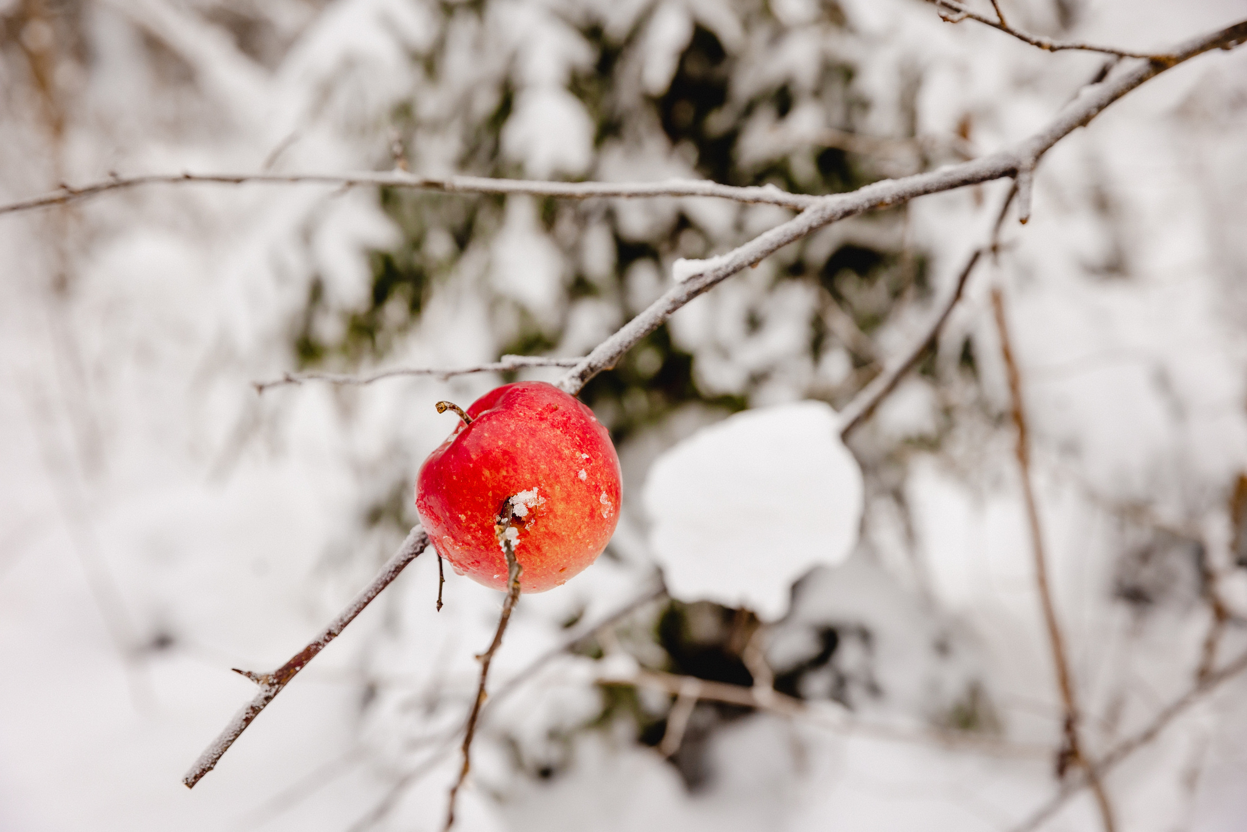 Christmas stories. Timeless Wedding & Event Photography — based London, working across Europe