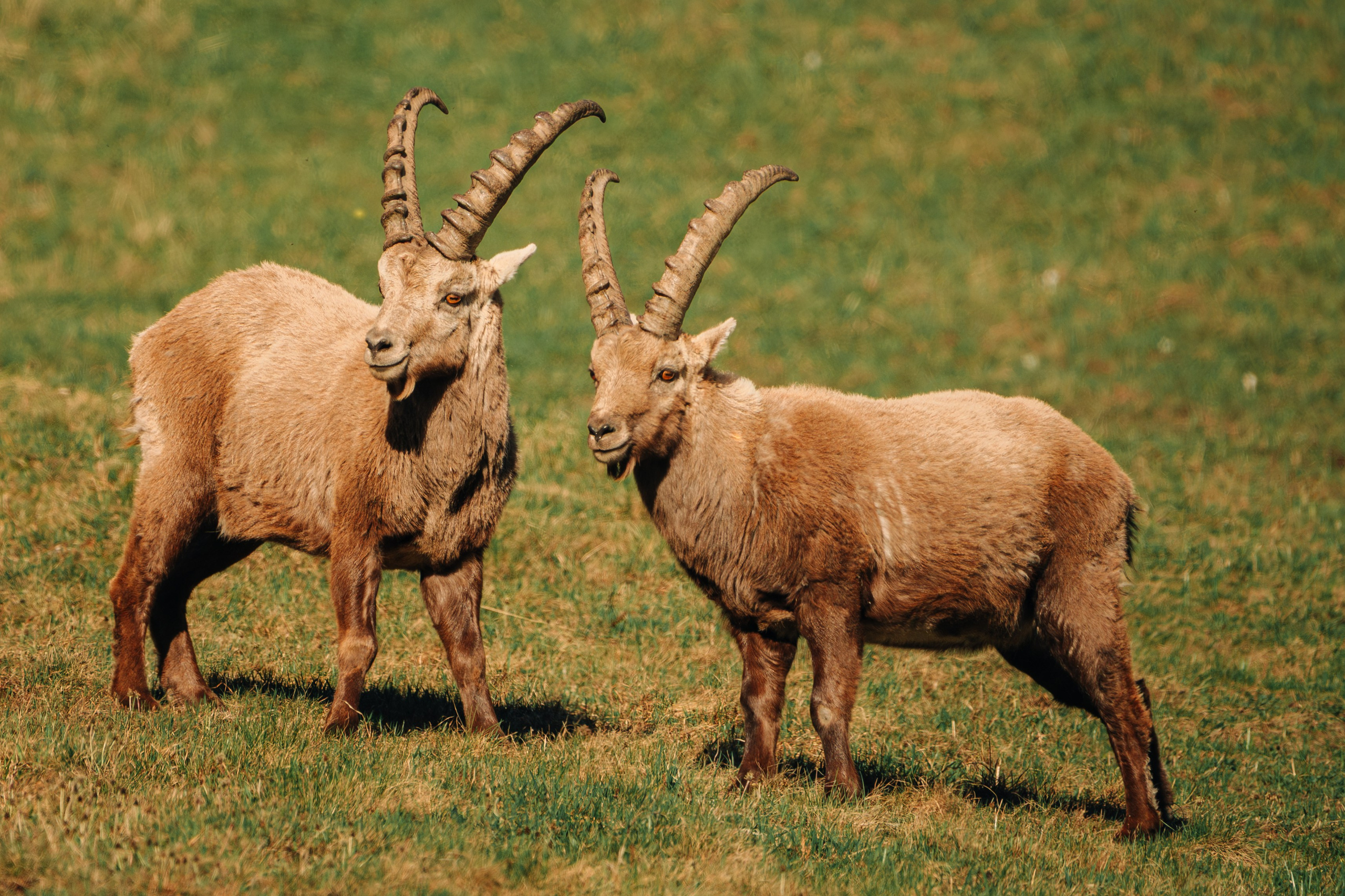 Capricorns in Pontresina. Lutsenko Visuals — Photography & Visual Content