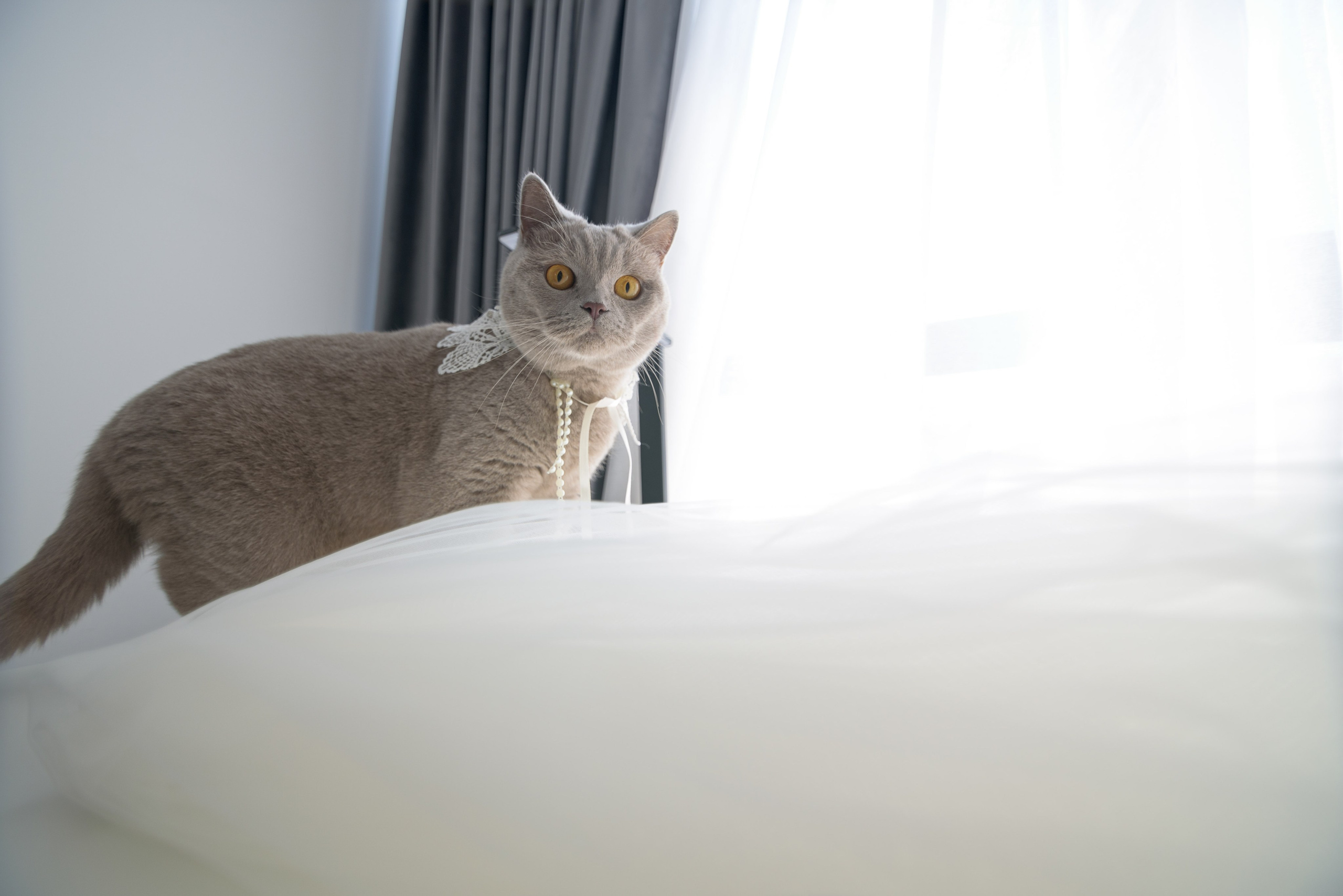 Wedding photographer, Bucharest wedding photographer, photo offer 2024, wedding photo offer, special wedding photographer, wedding photo services, wedding photo-video, Wedding Photo & Video Team - Videographer Bucharest, Team: wedding photographer & videographer, wedding photographer offer , free data, portrait photographer, bride, wedding dress, jewelry photographer, Wedding photographer, wedding photos Mogosoaia