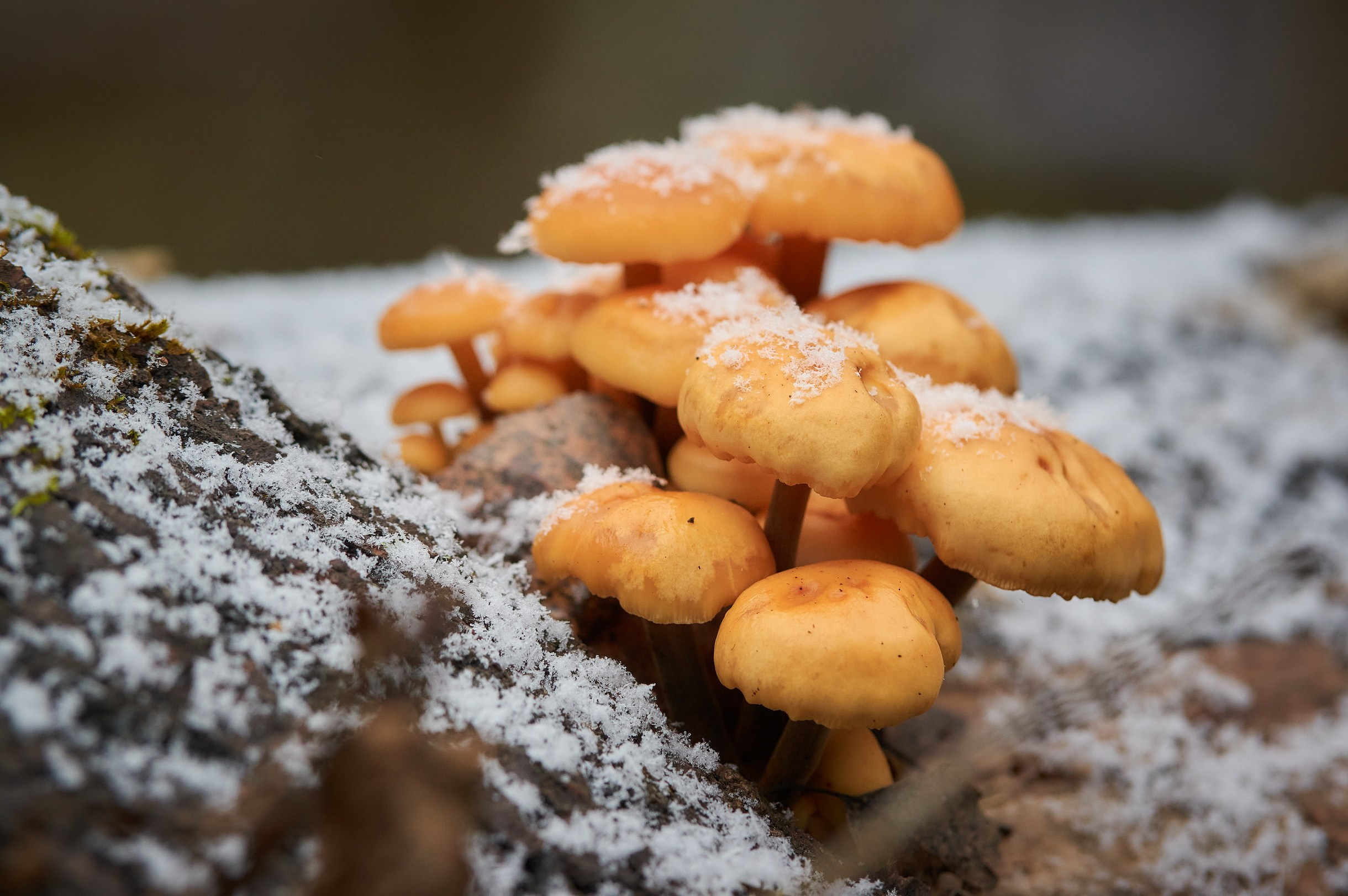 Close-Up. Yuri Popkov | Photographer