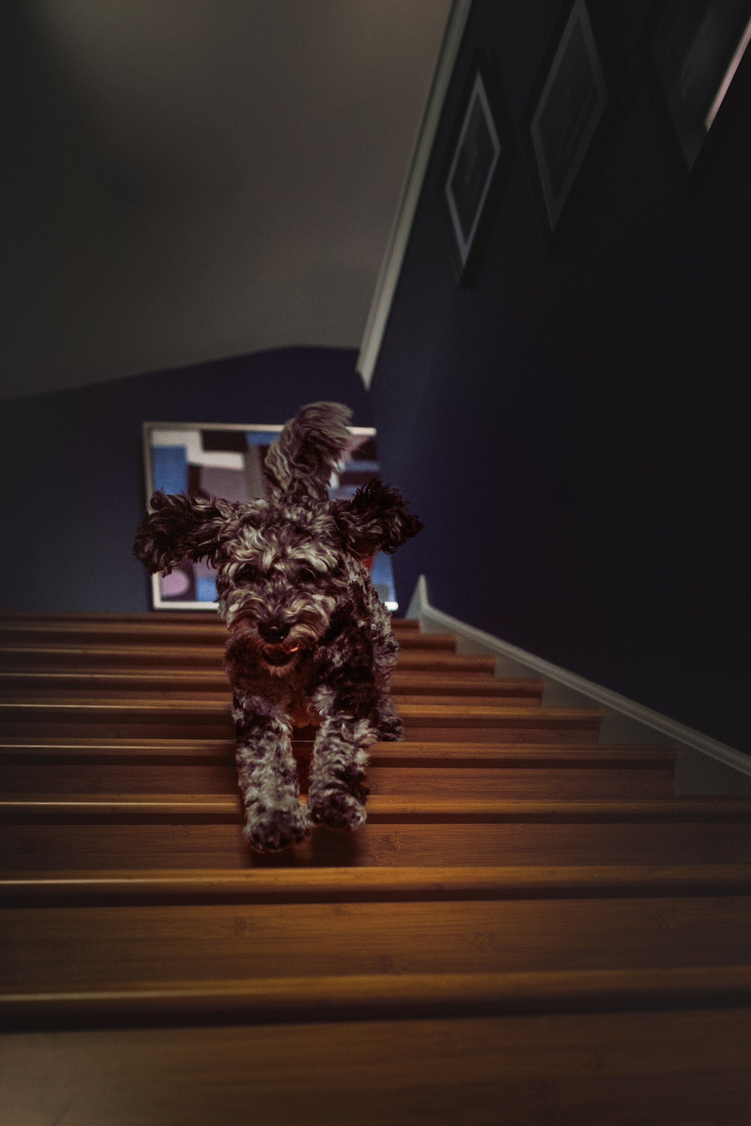 Ace. Pet Photographer Viktoriya Aleshenko