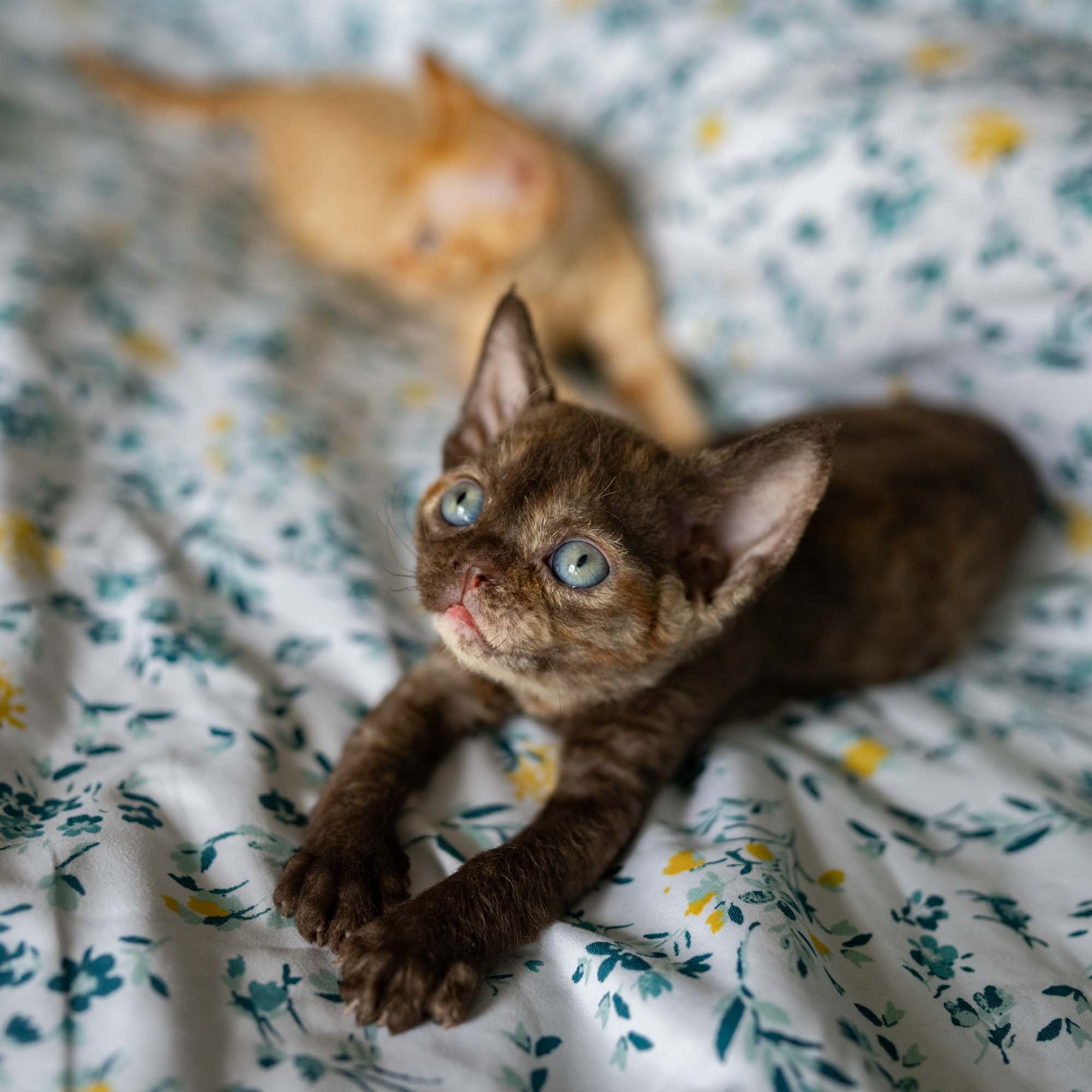 Dory, girl, born on 06.06.24 SOLD. Devon Rex Pixie Cattery