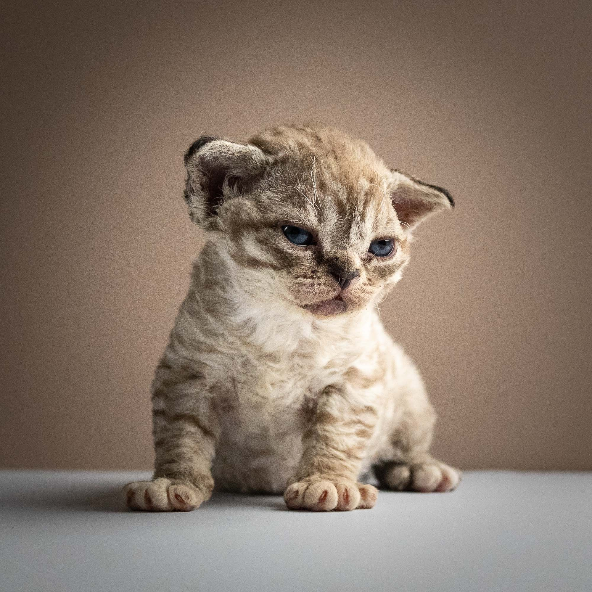 Remy, boy, born 05.08.26. Devon Rex Pixie Cattery