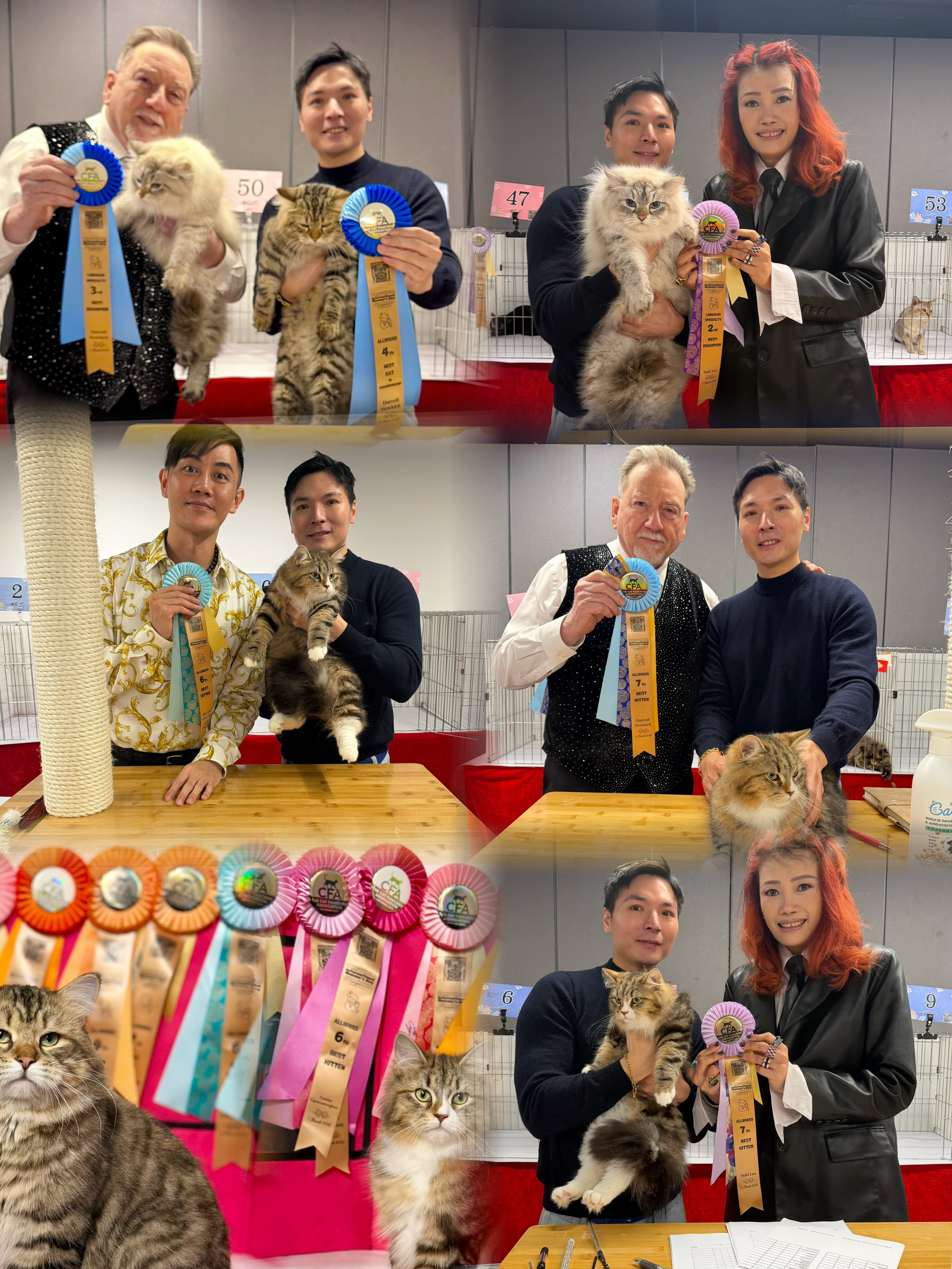CFA Happy Gathering International Women’s day championship cat show (7-8 March 2026)