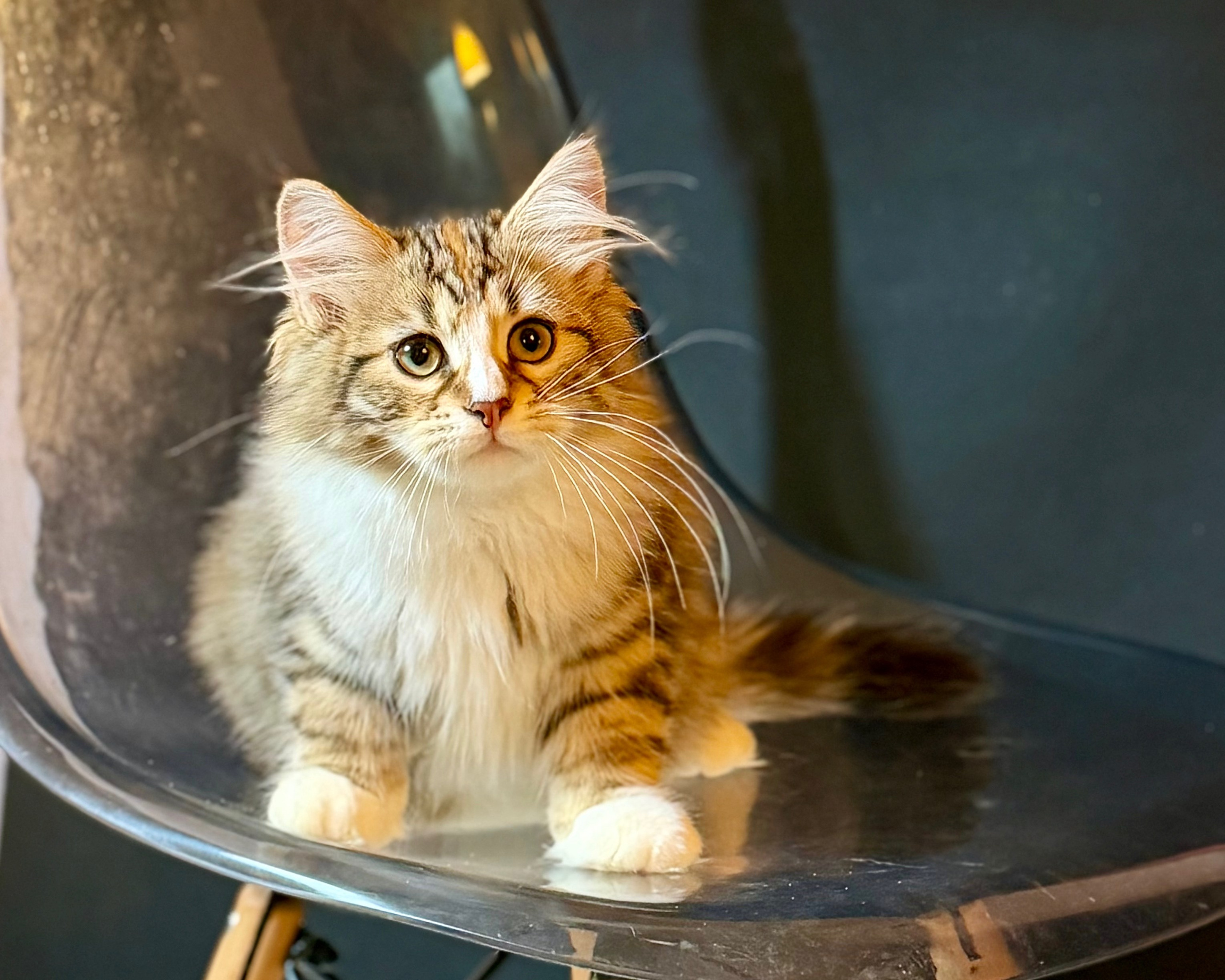 Eliza. LEMON GREEN SIBERIANS 香港西伯利亞貓舍