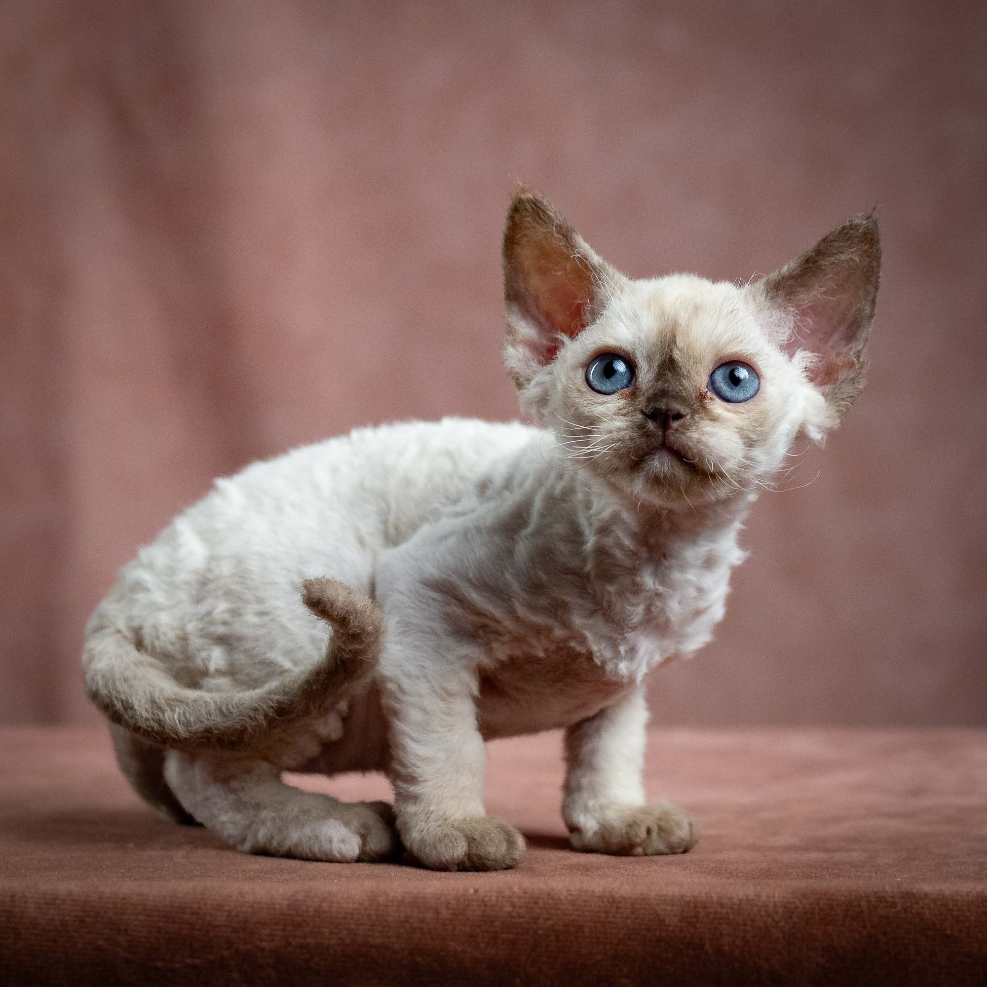 Luna, girl, born 12.20.2025. Devon Rex Pixie Cattery