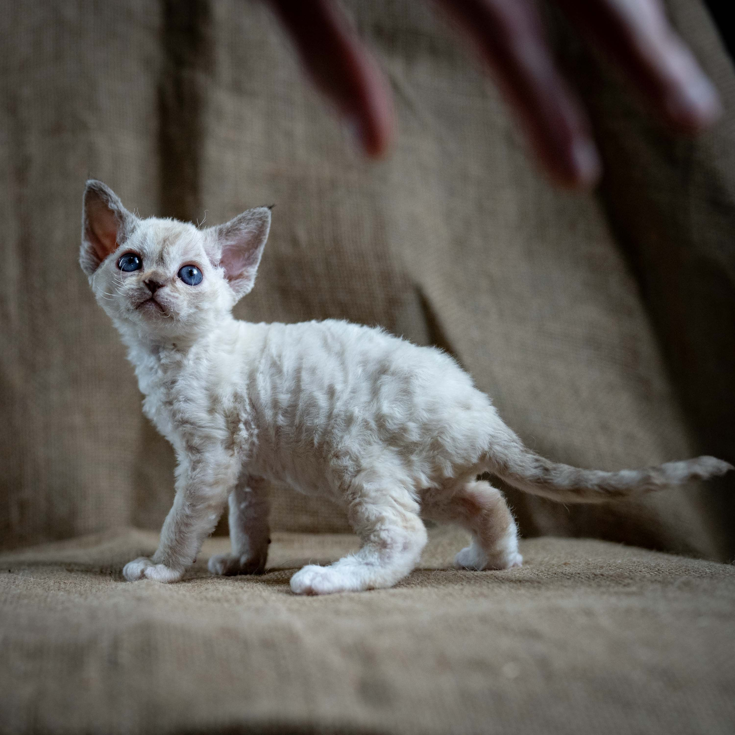 Lily, girl, born 12.20.2025. Devon Rex Pixie Cattery