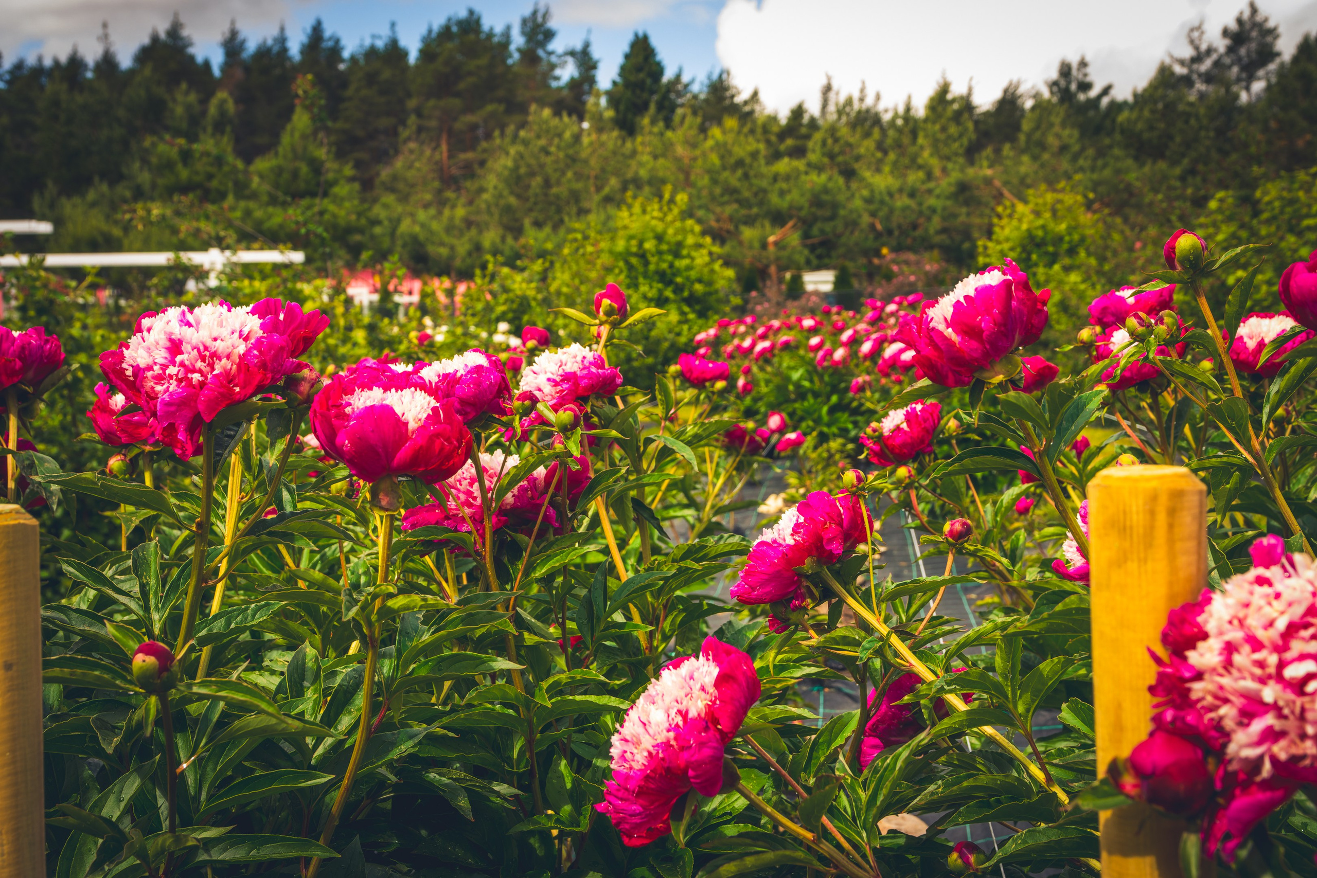 Saarema, reis. Nebula 25 — Fotod teie hingele