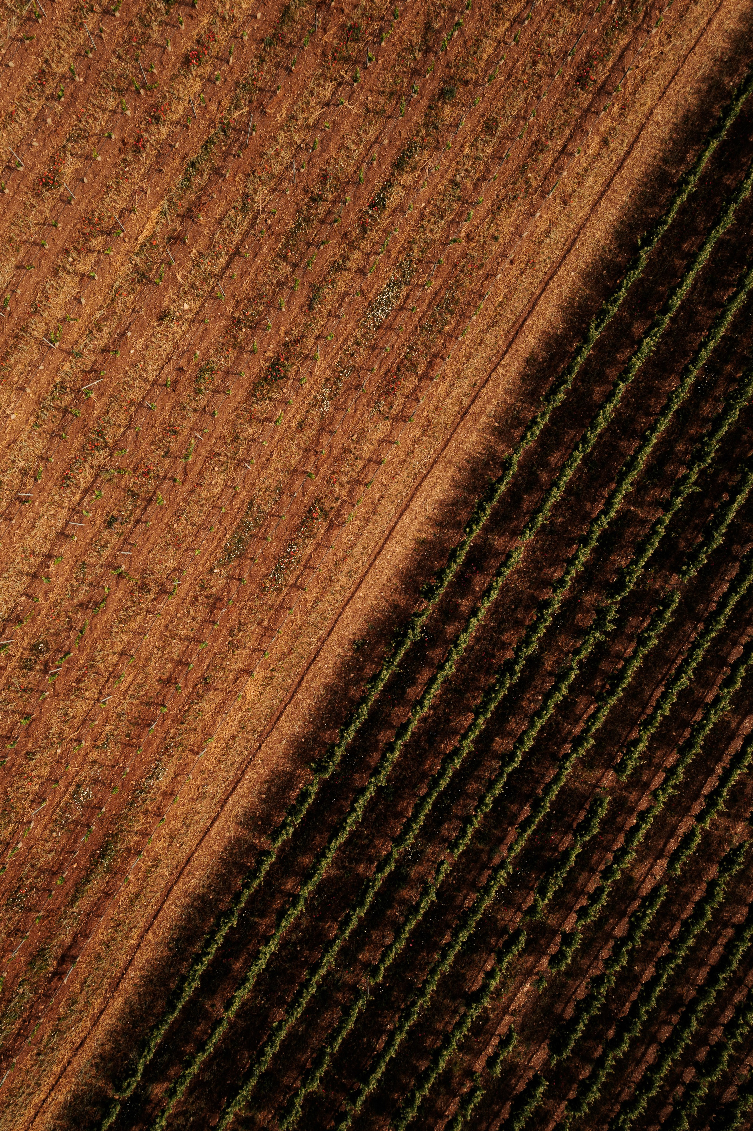 Estates Costa Lazaridi