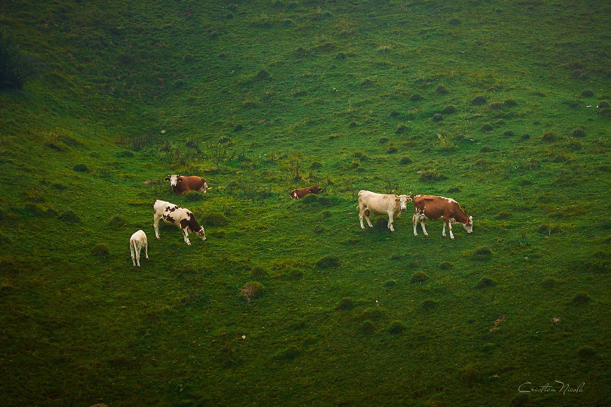 Fundătura Ponorului, jud. Humedoara. Pagina principală