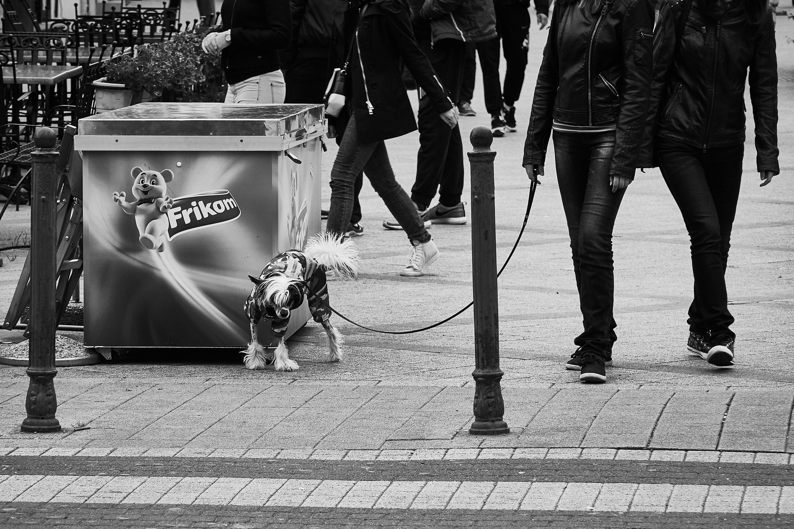 Câini. Pagina principală