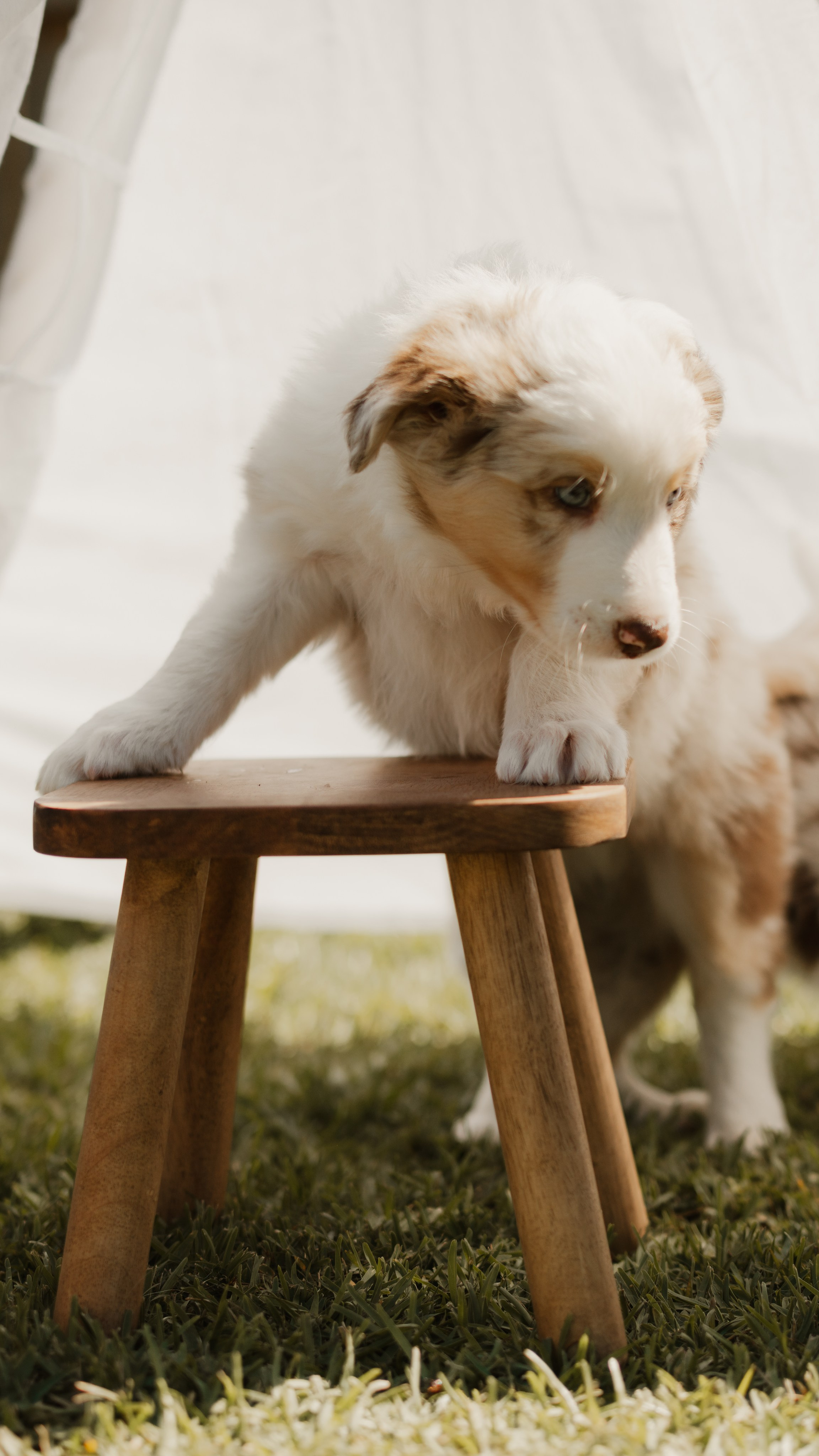 Goldies Collies — Pups. Natural and candid photography Jean Santiago