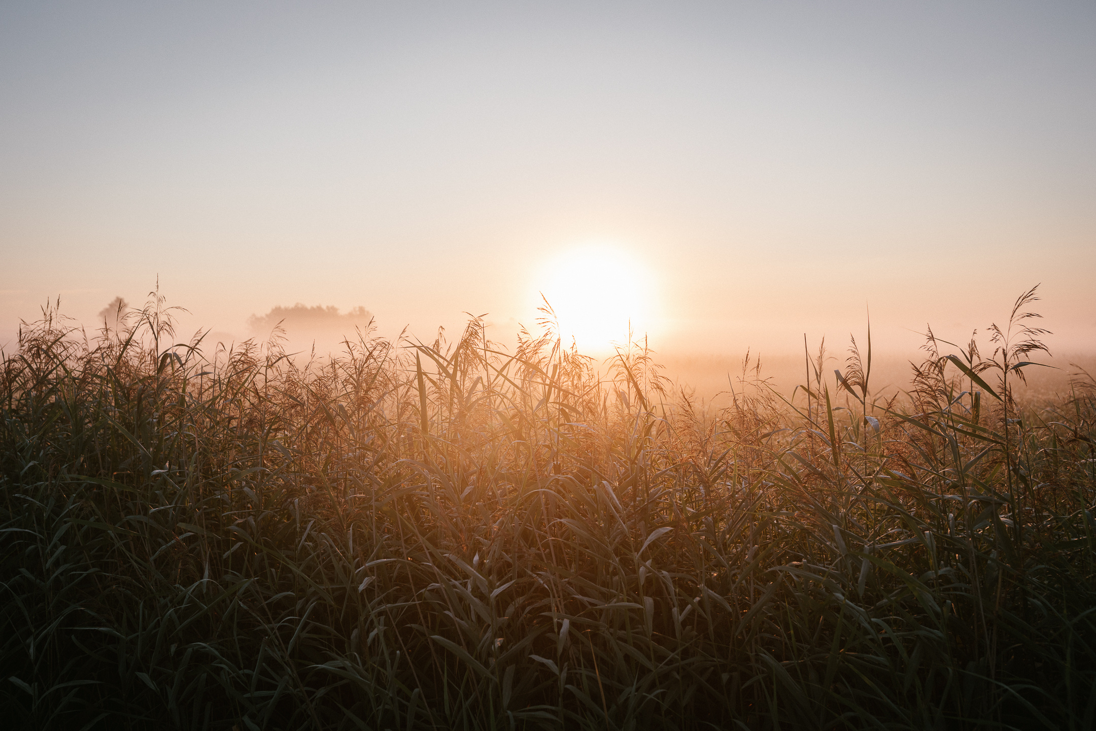 Sonnenaufgangsfoto über Schilf am Federsee in sanftem Nebel