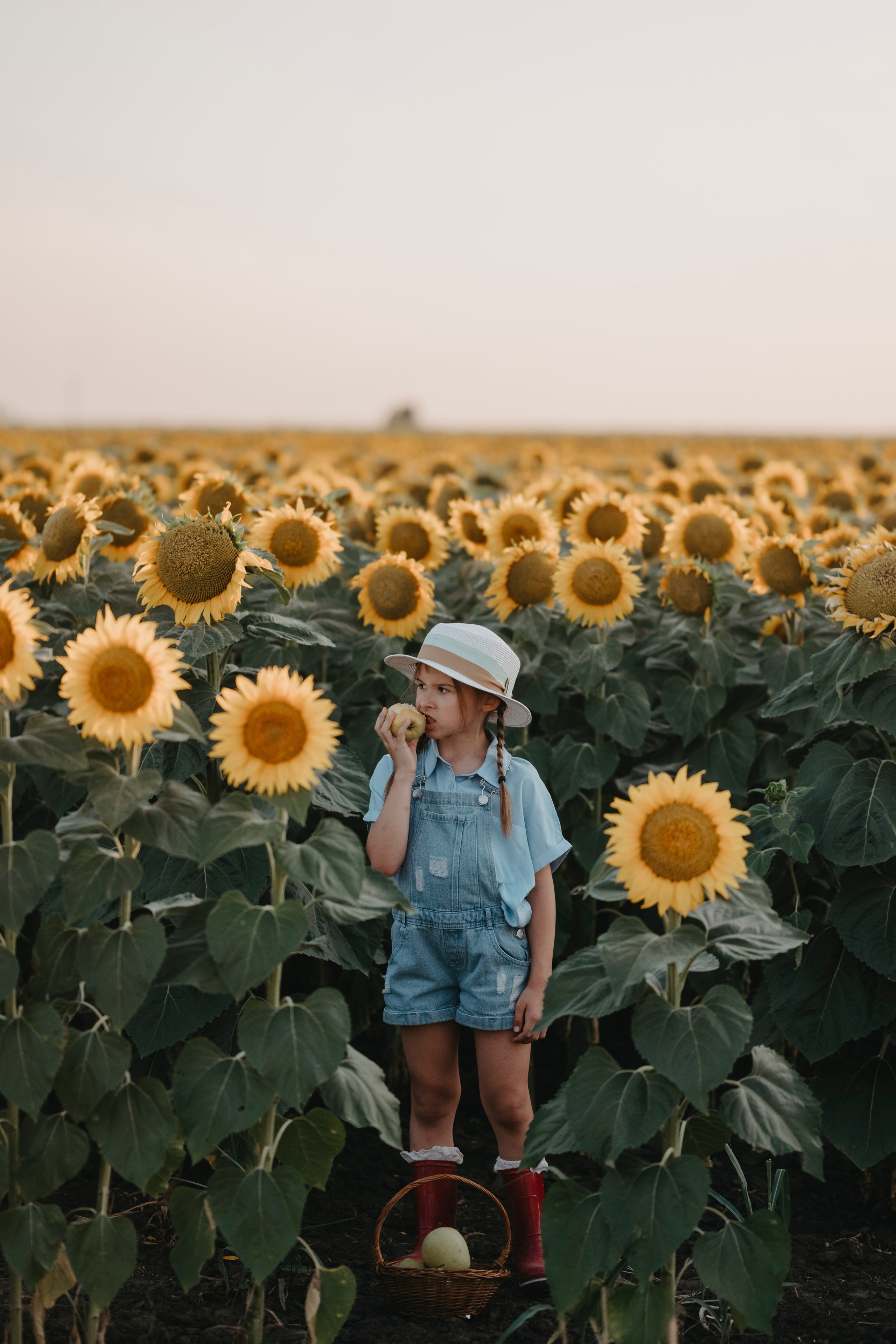 Letnje fotografisanje u polju suncokreta i sena. Deciji i porodicni fotograf u Beogradu Oksana Skendzic