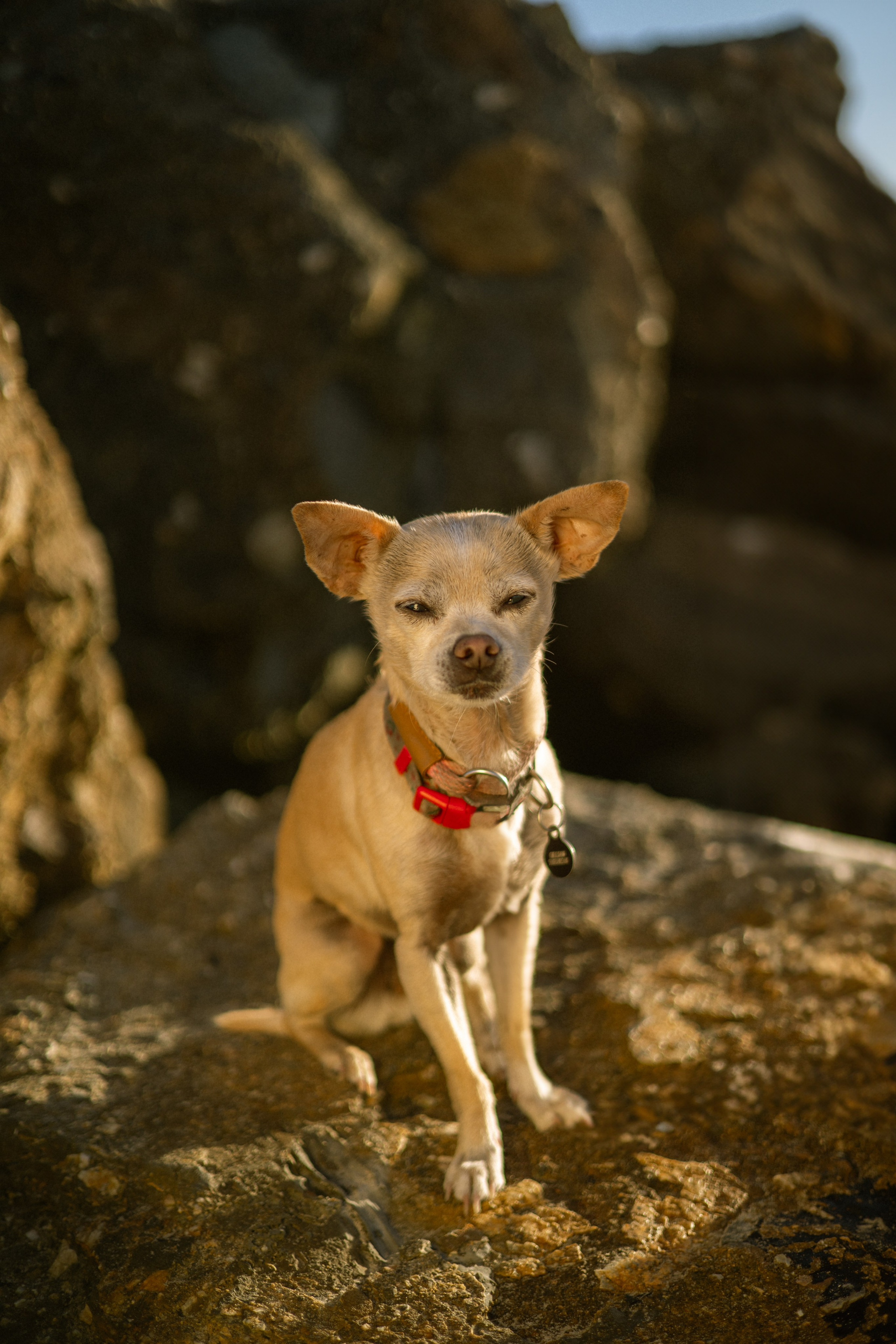 Paws & Portraits. Photographer in Los Angeles. Julia Ishmuratova