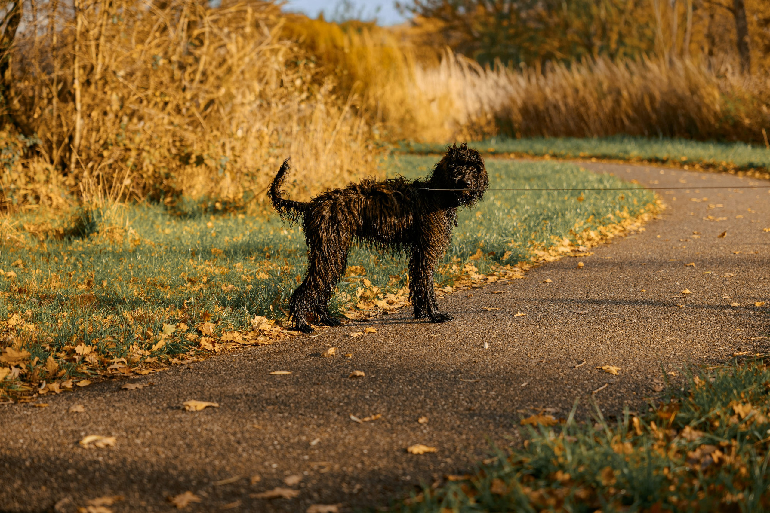 Pet Photoshoot in Spijkenisse | Rotterdam. Romantic & Soulful Photography by Natalia Olhova in Rotterdam