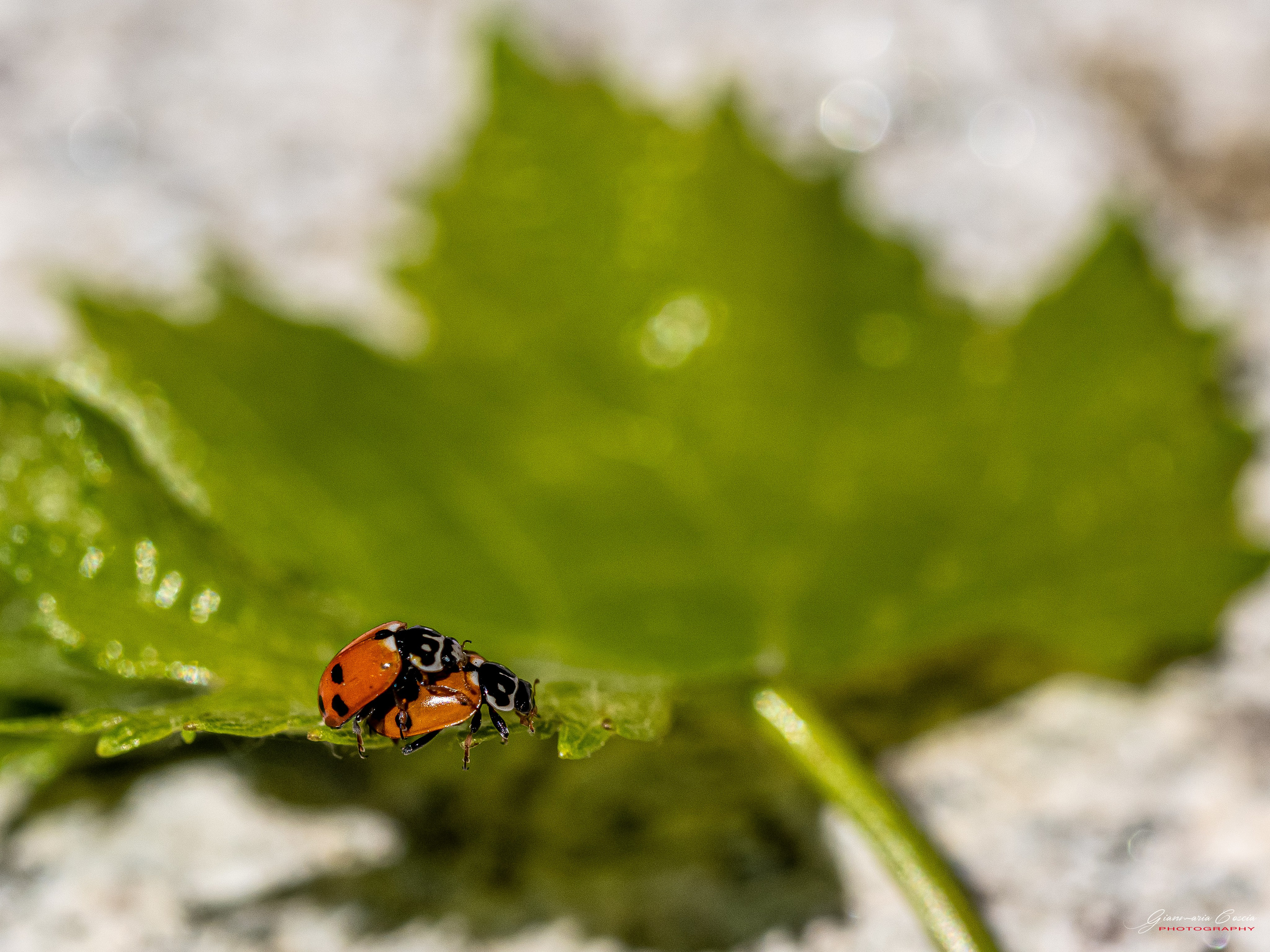 Insetti Simpatici. “Gianmaria Coscia fotografo per passione”