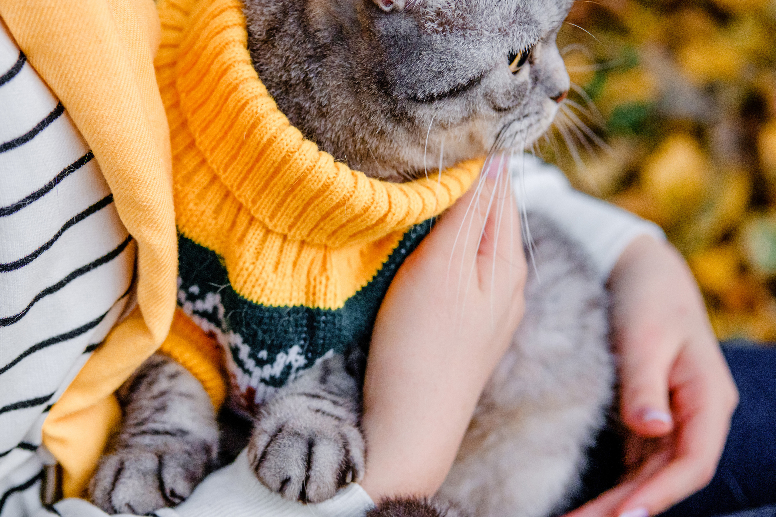 Котики також сімїя. Валерія Сичова. Сімейний та репортажний фотограф в Португаліі