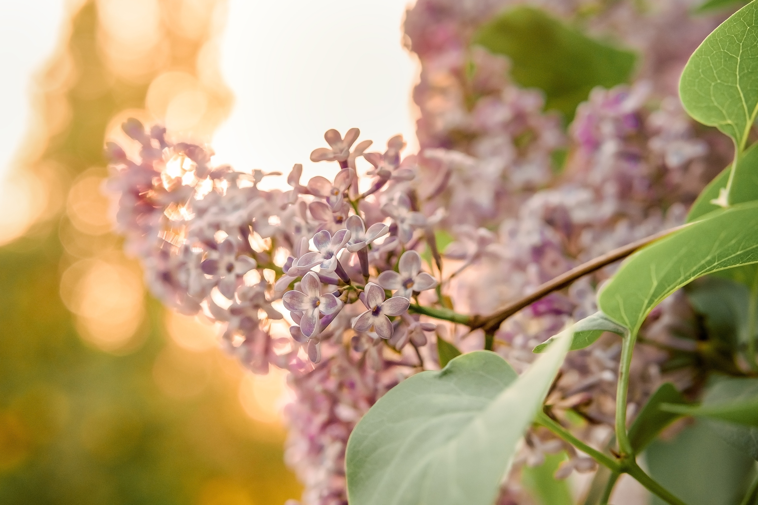 Бузковий настрій. Валерія Сичова. Сімейний та репортажний фотограф в Португаліі