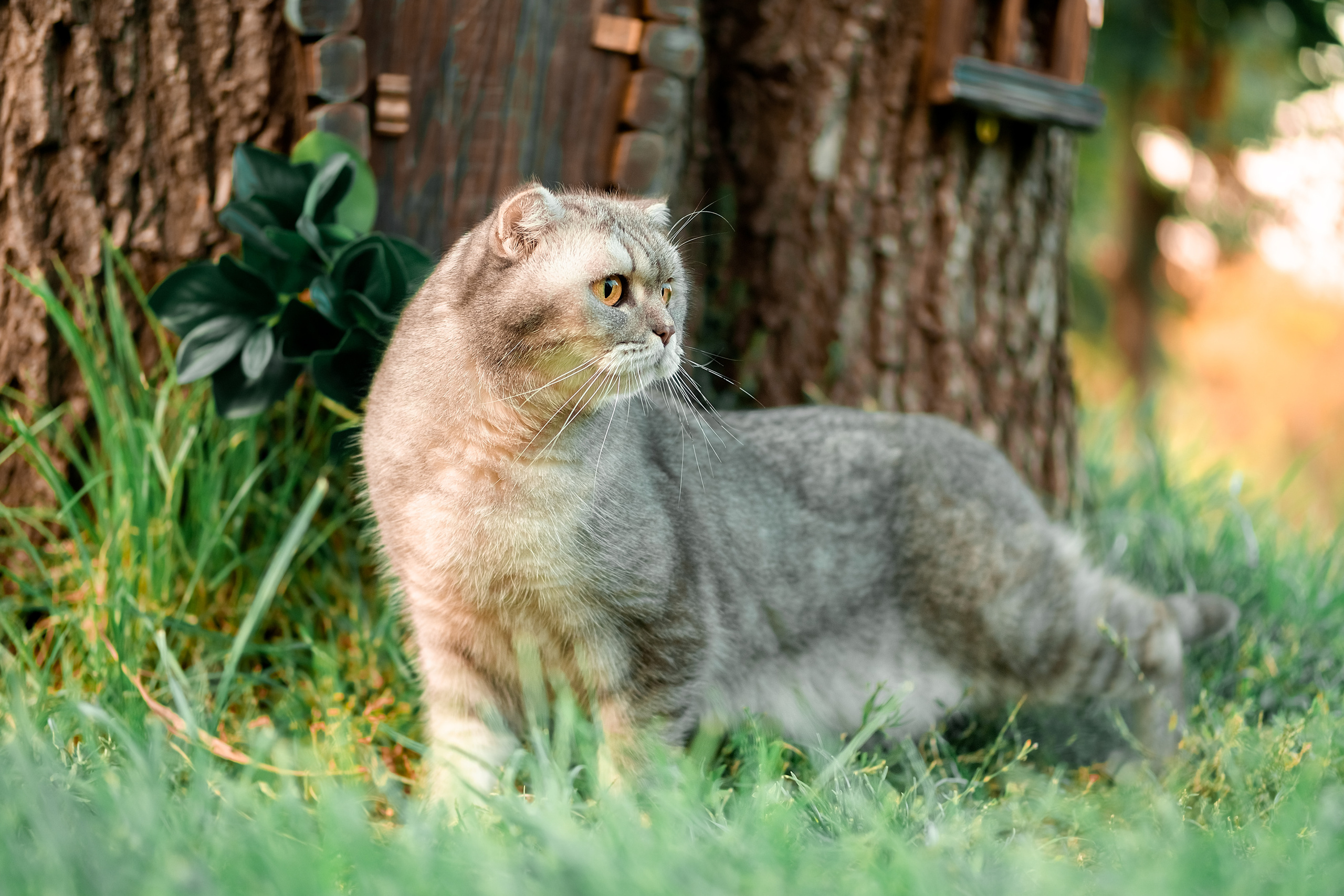 Я та моя улюблена Асоль. Валерія Сичова. Сімейний та репортажний фотограф в Португаліі