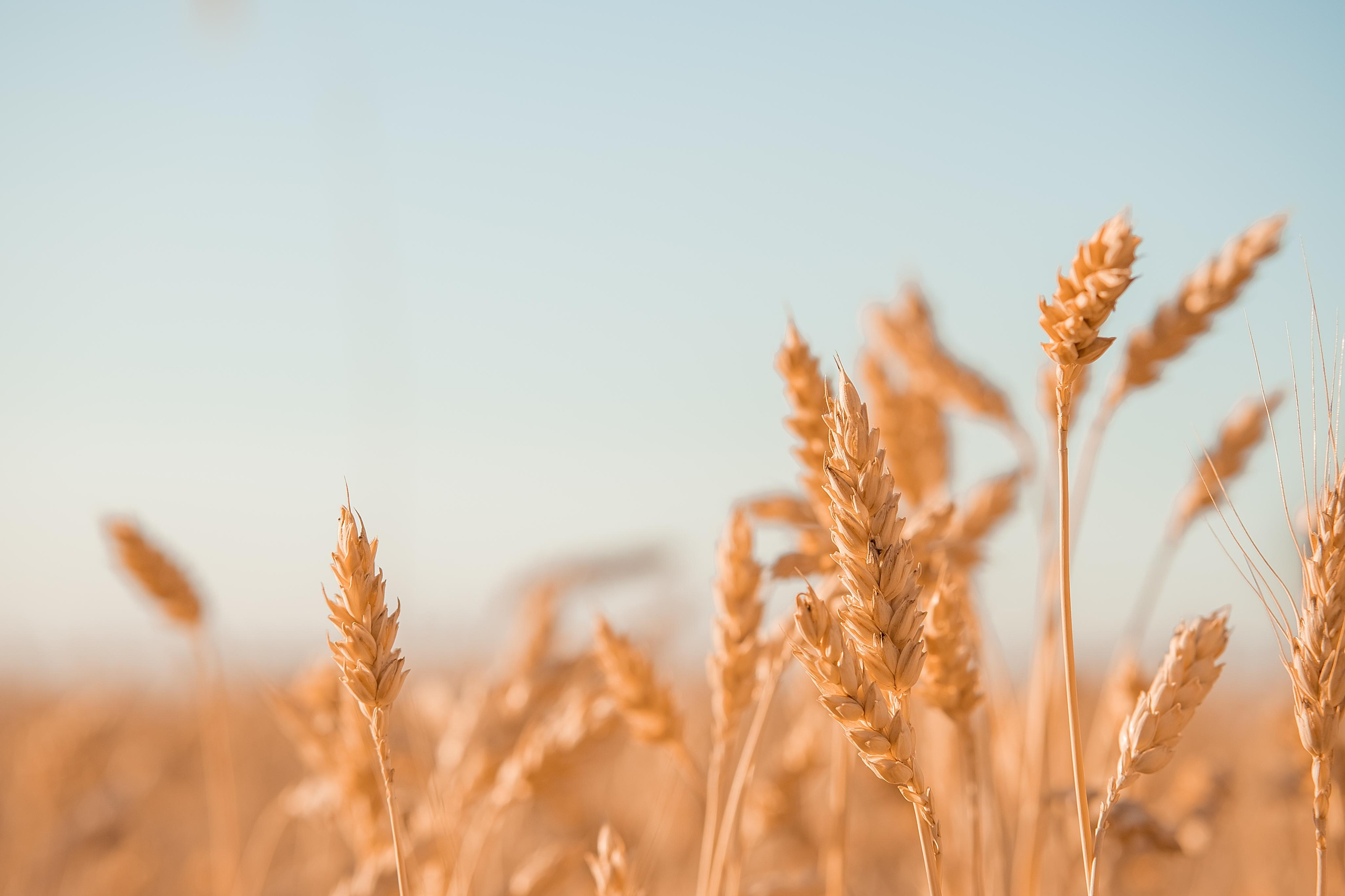 Пшеничний вечір. Валерія Сичова. Сімейний та репортажний фотограф в Португаліі