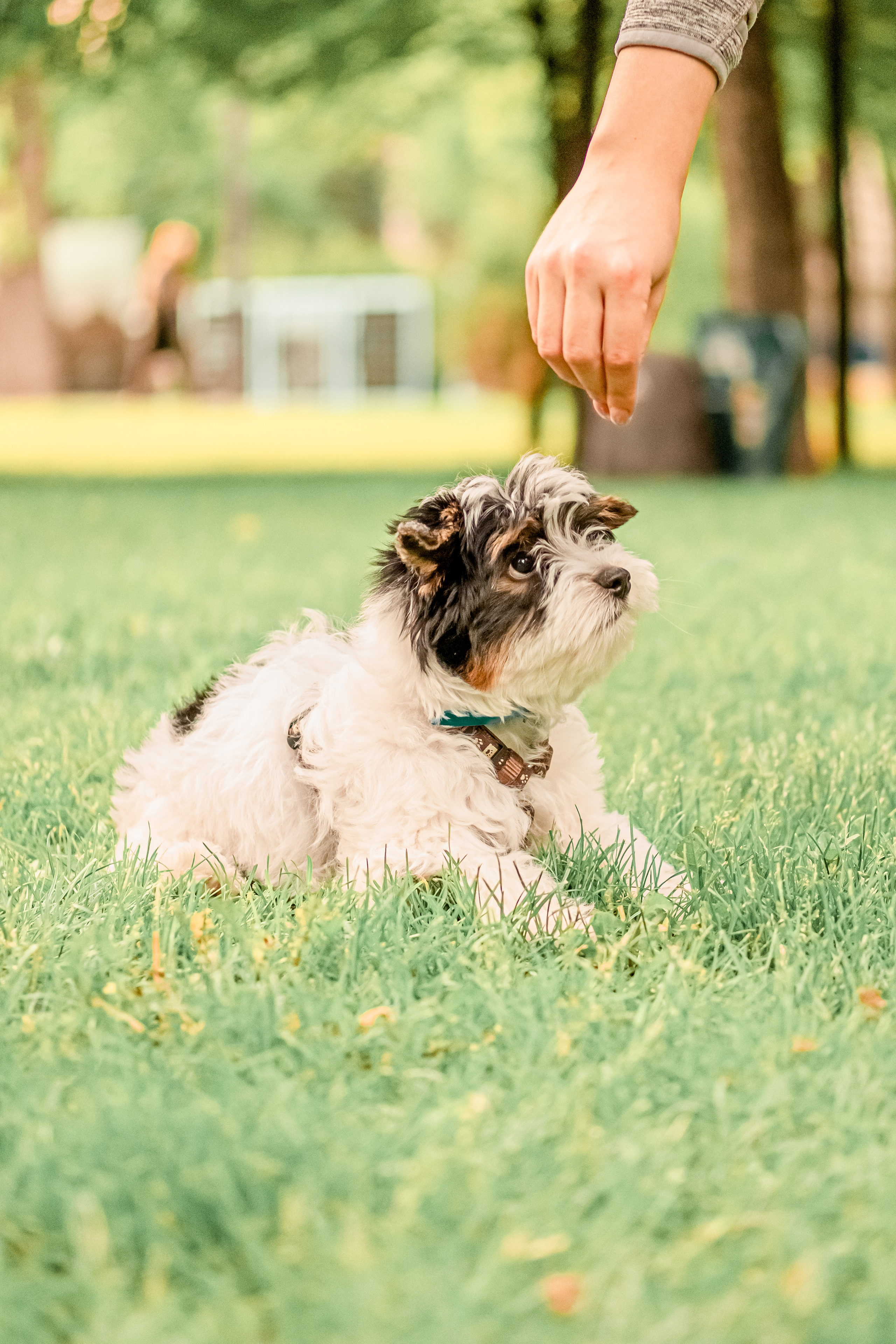 Прогулянка з песиком. Валерія Сичова. Сімейний та репортажний фотограф в Португаліі