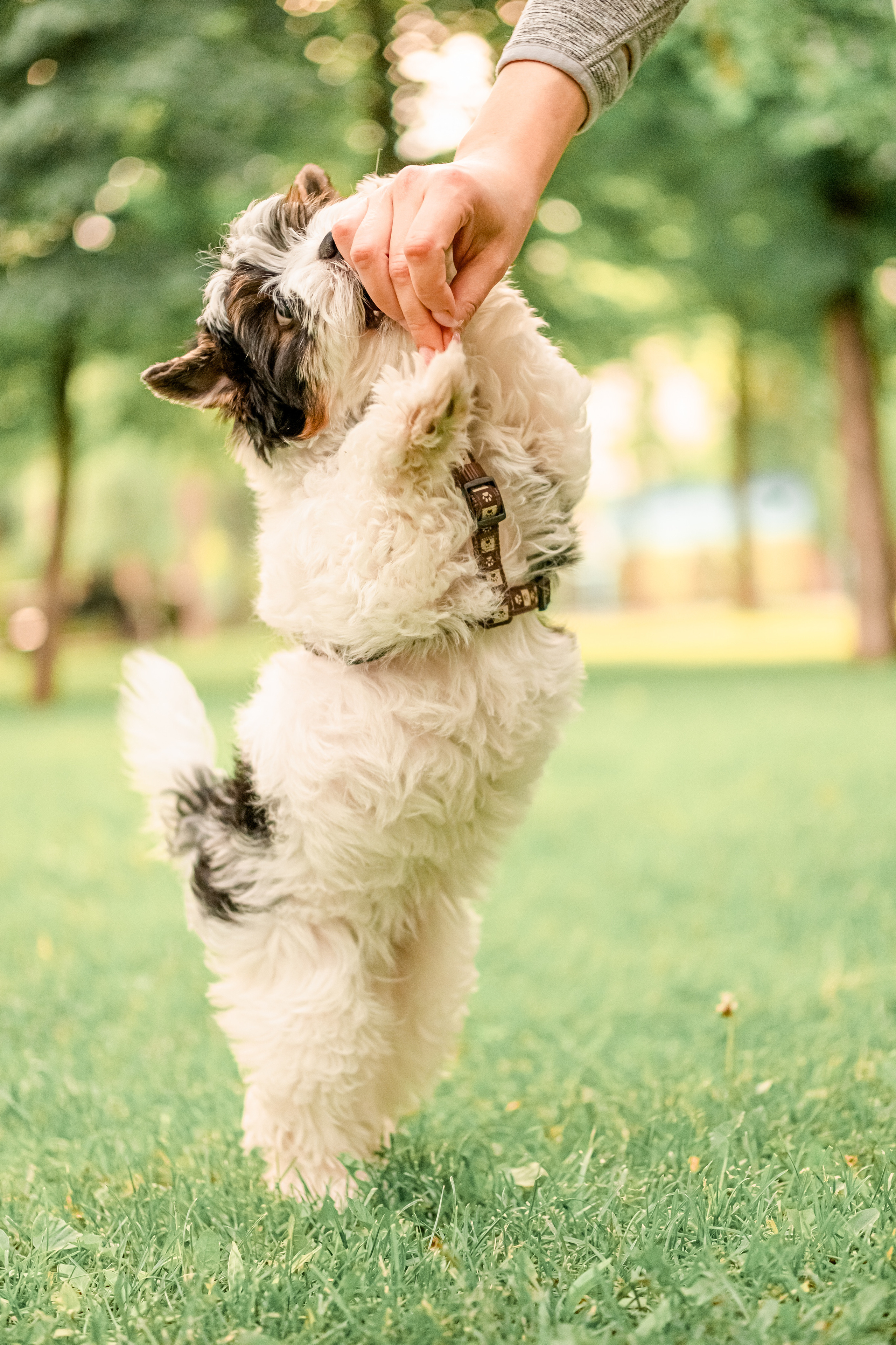 Прогулянка з песиком. Валерія Сичова. Сімейний та репортажний фотограф в Португаліі