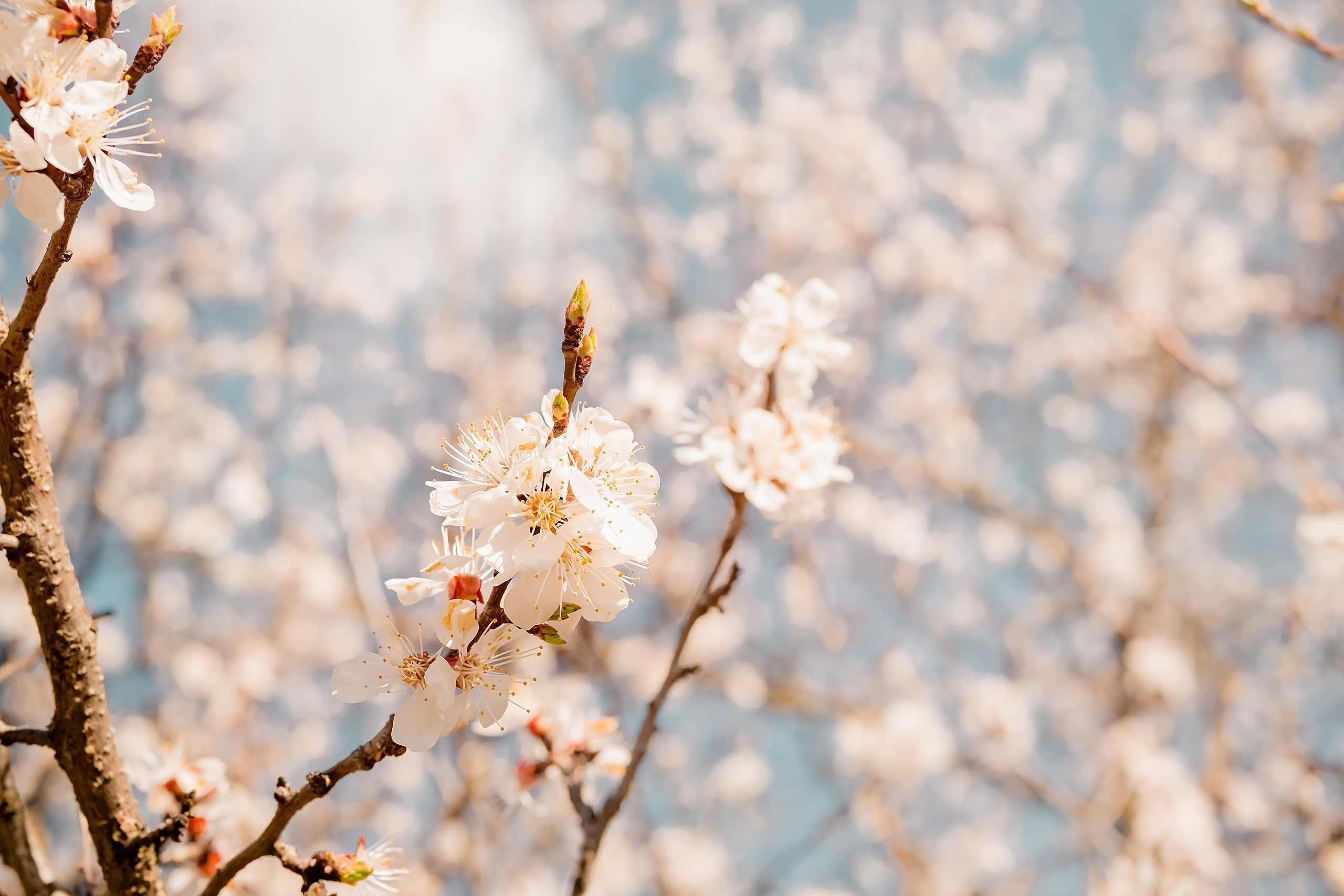 Настрій «Весна». Валерія Сичова. Сімейний та репортажний фотограф в Португаліі