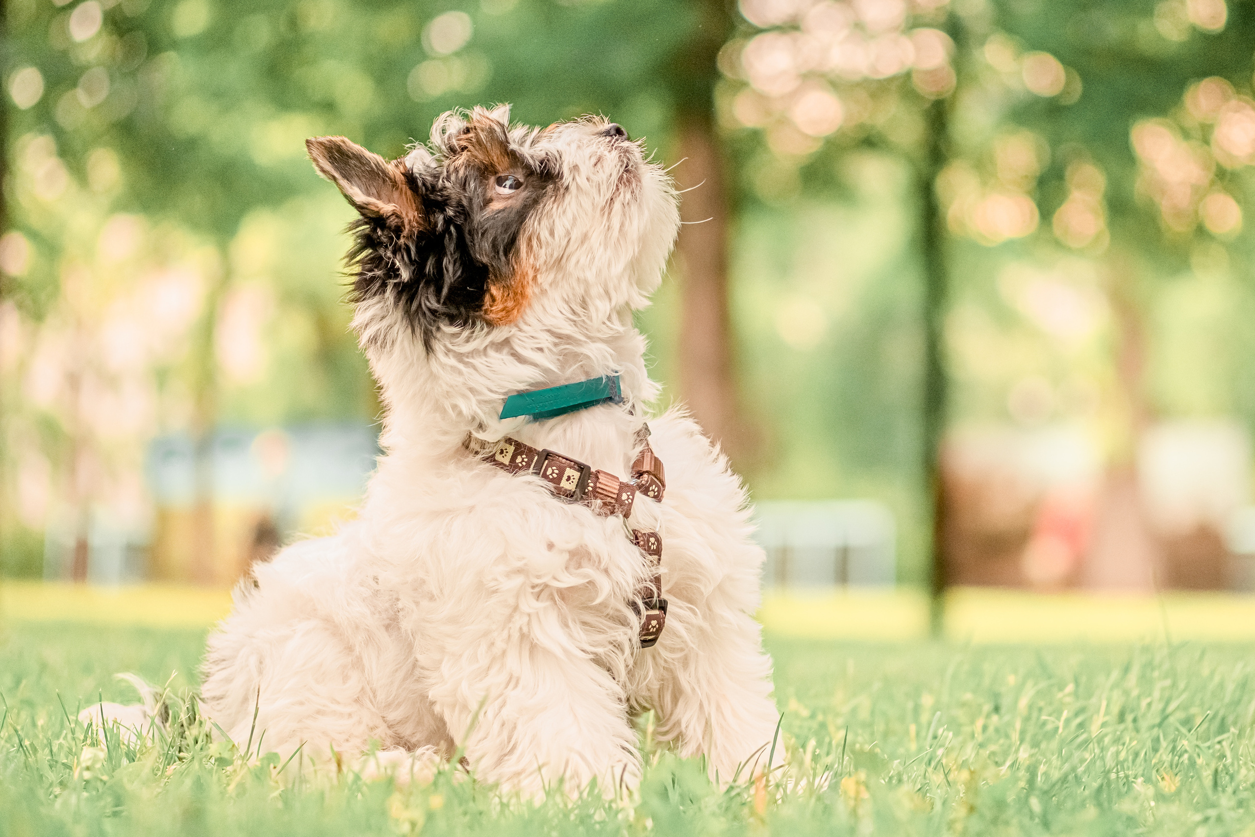Прогулянка з песиком. Валерія Сичова. Сімейний та репортажний фотограф в Португаліі