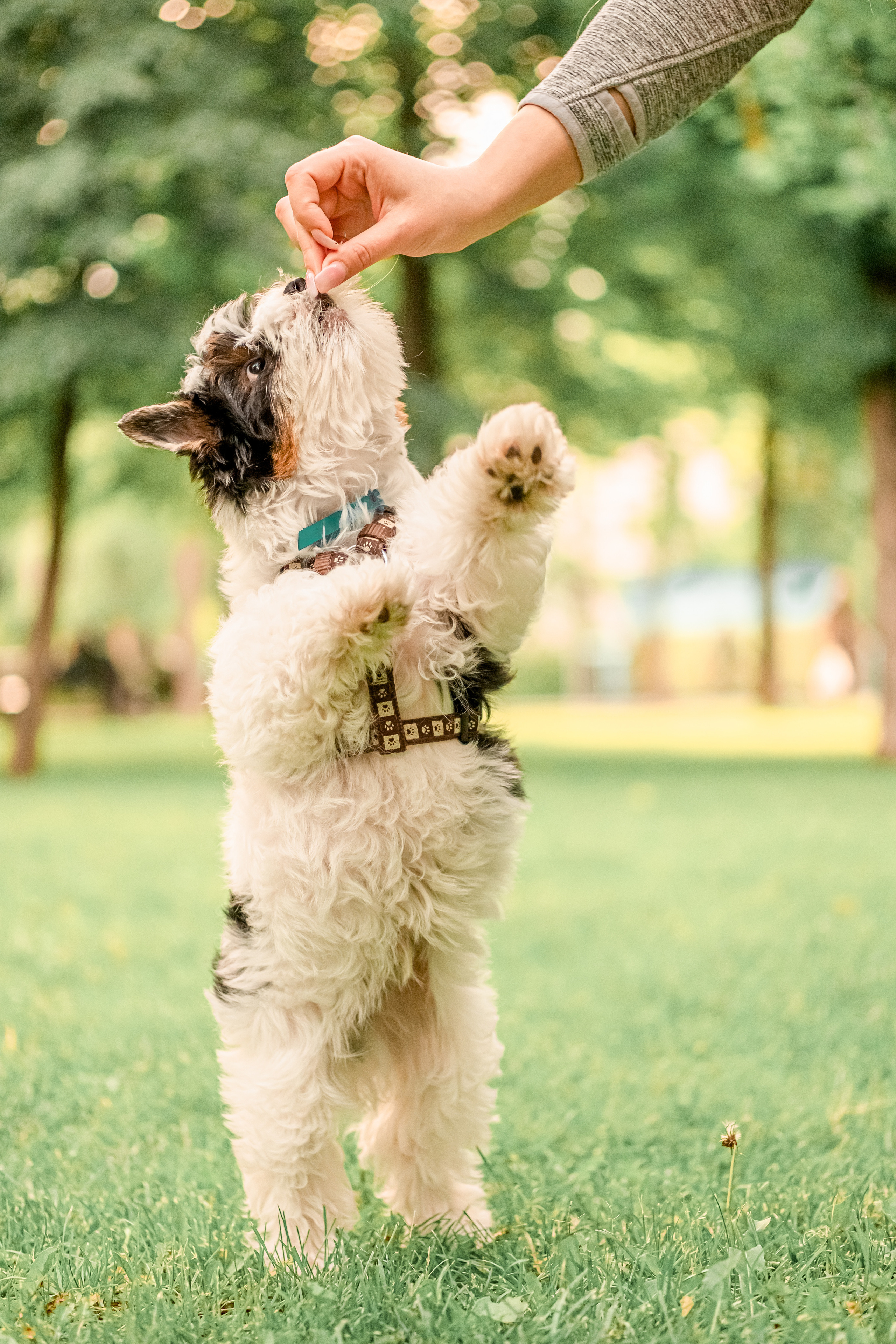 Прогулянка з песиком. Валерія Сичова. Сімейний та репортажний фотограф в Португаліі