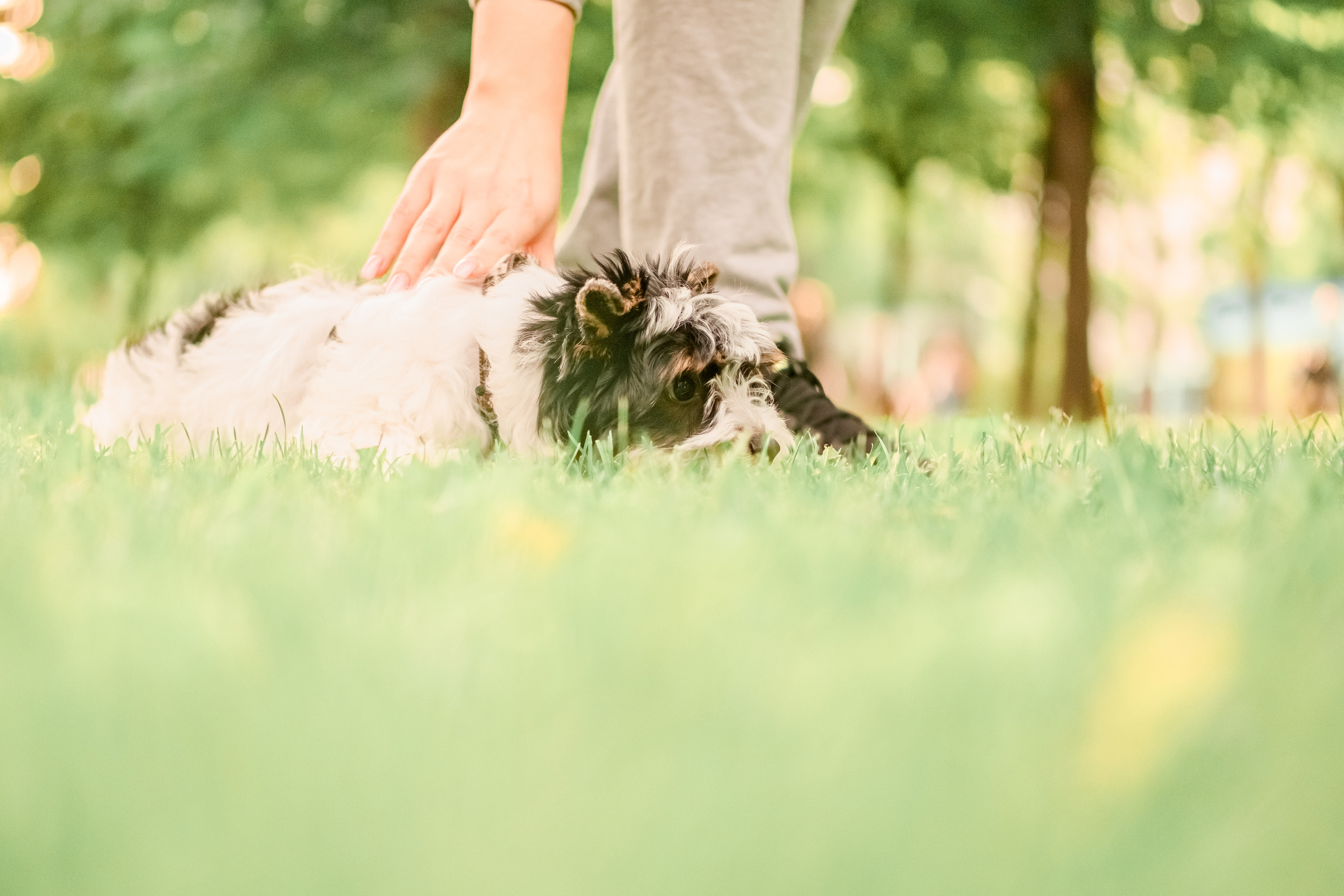 Прогулянка з песиком. Валерія Сичова. Сімейний та репортажний фотограф в Португаліі