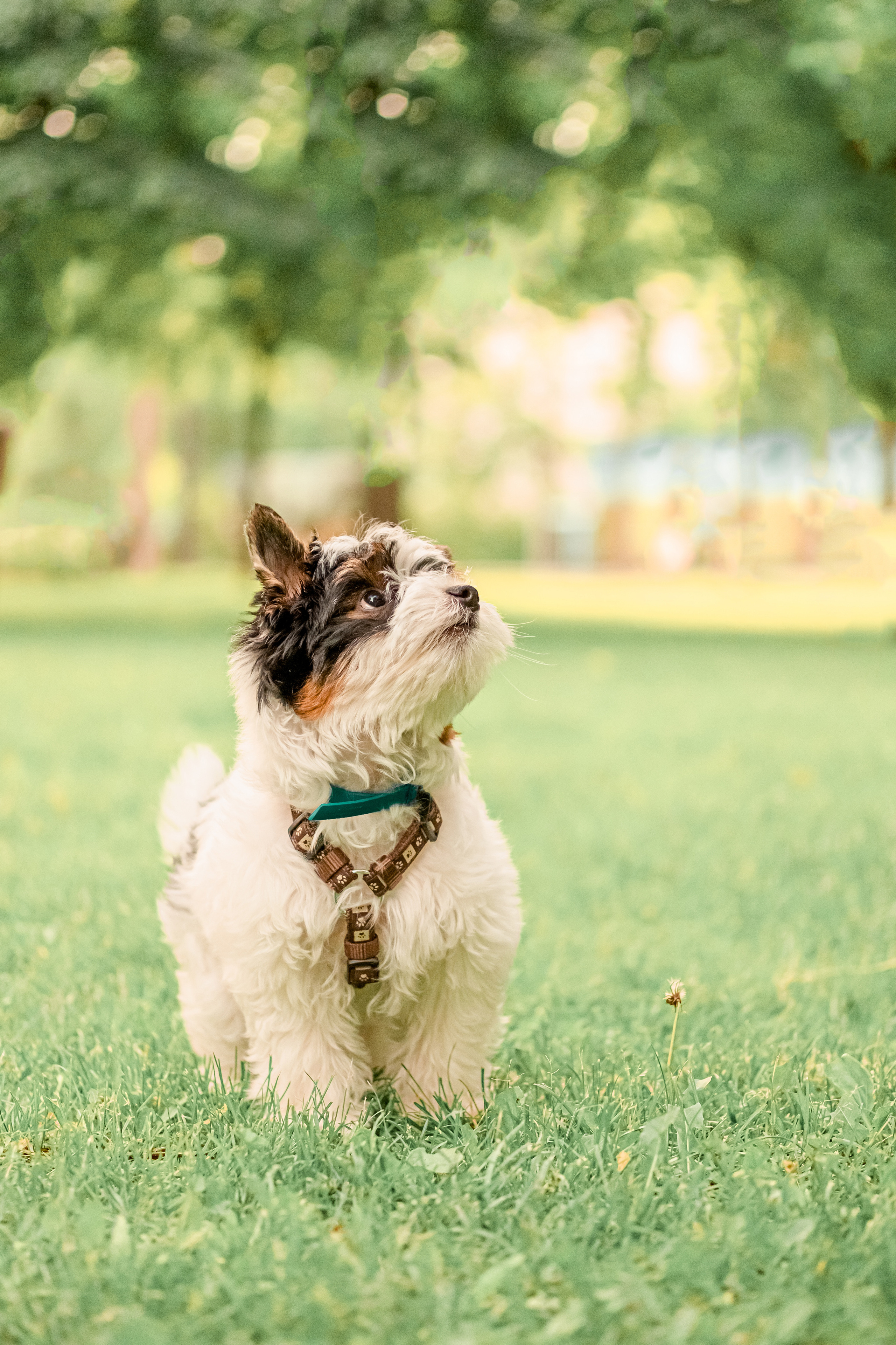 Прогулянка з песиком. Валерія Сичова. Сімейний та репортажний фотограф в Португаліі