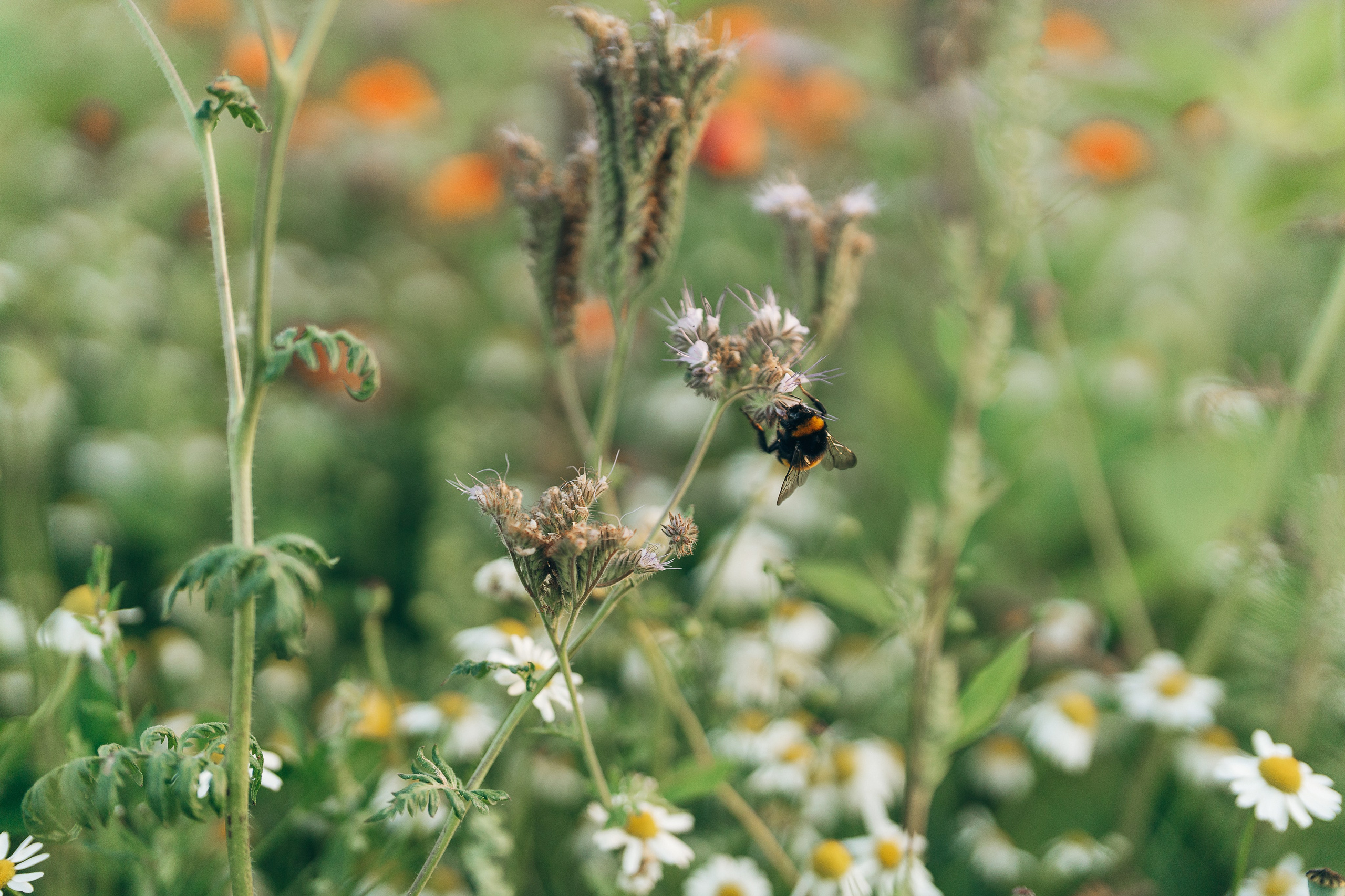 Summer evening fields. Familien, Portrait und Konzeptualfotografie in Genf, Schweiz