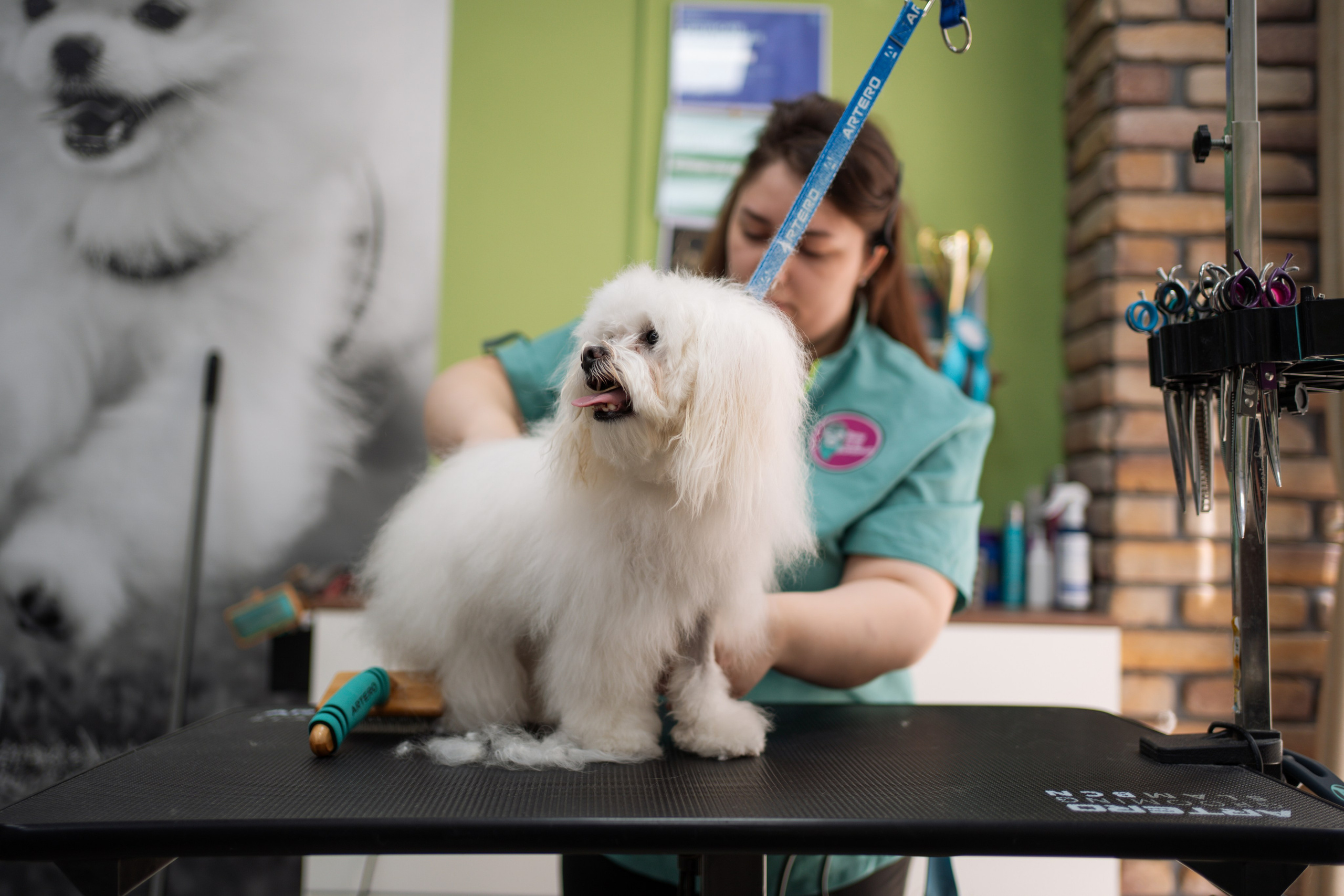 PetGroom Timisoara. Cozac Cristian Photographer